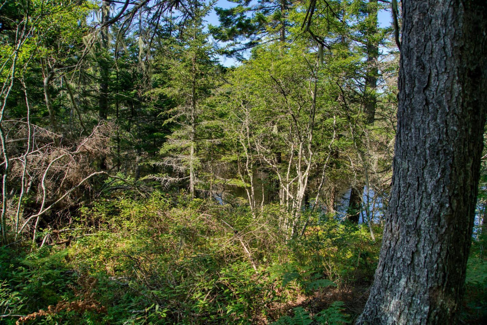 $200,000.00: Lot 5 Cooks Brook, Bayport