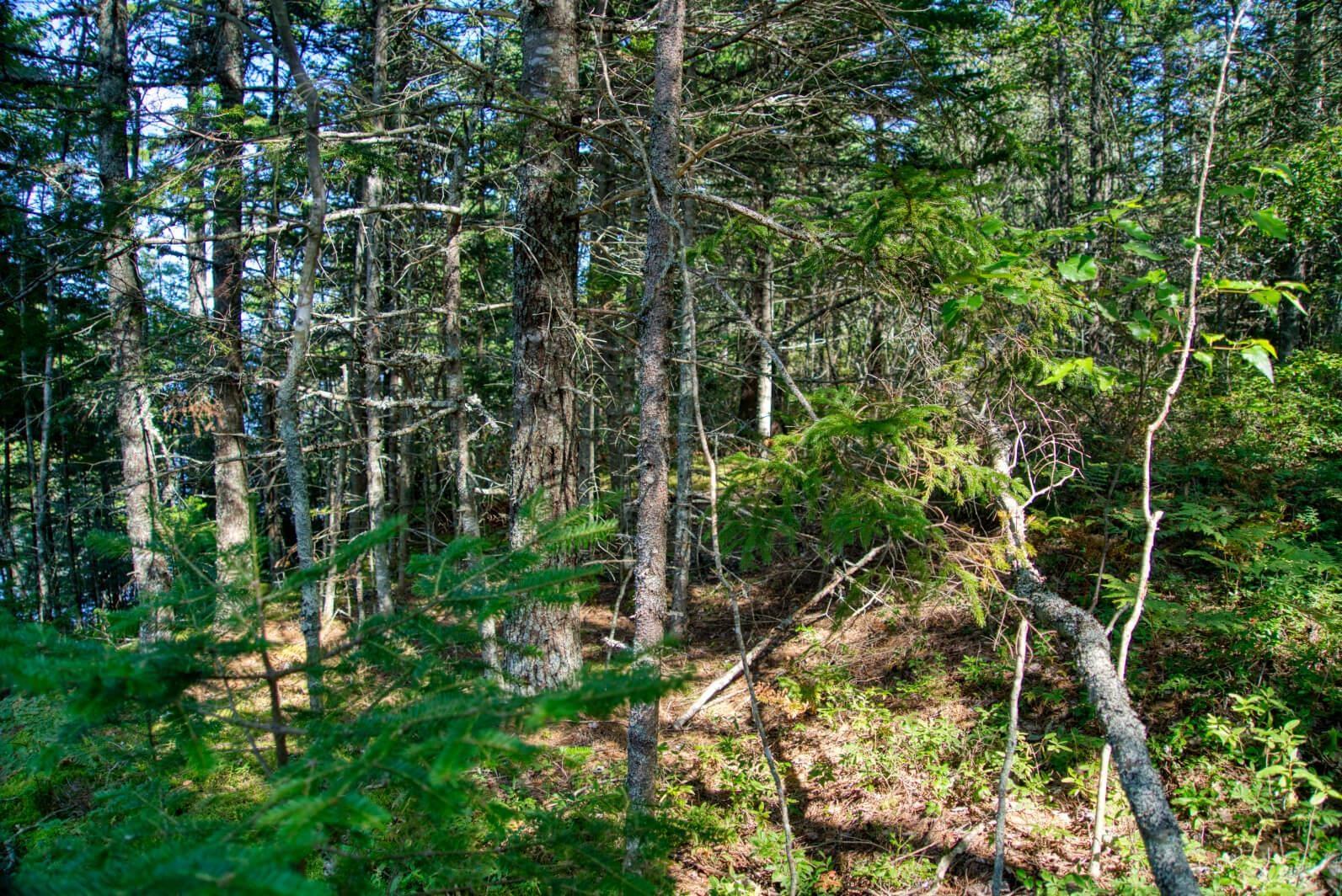 $200,000.00: Lot 5 Cooks Brook, Bayport