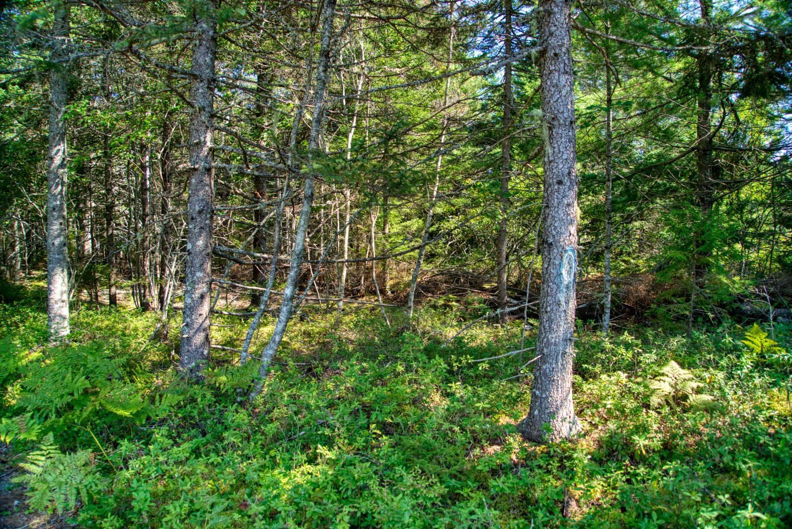 $200,000.00: Lot 5 Cooks Brook, Bayport