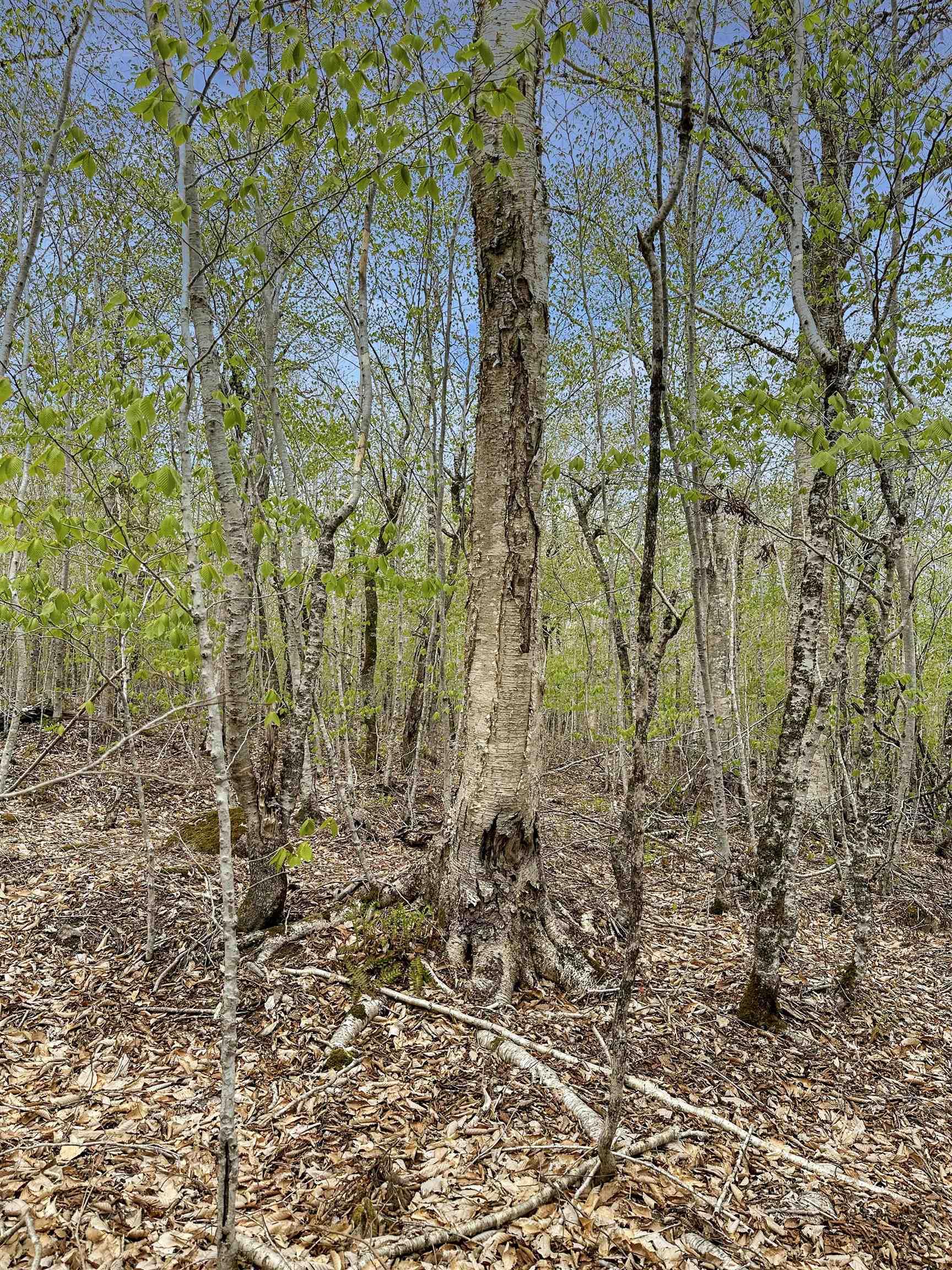 $39,900.00: 14-C HILLCREST Drive, Dalhousie