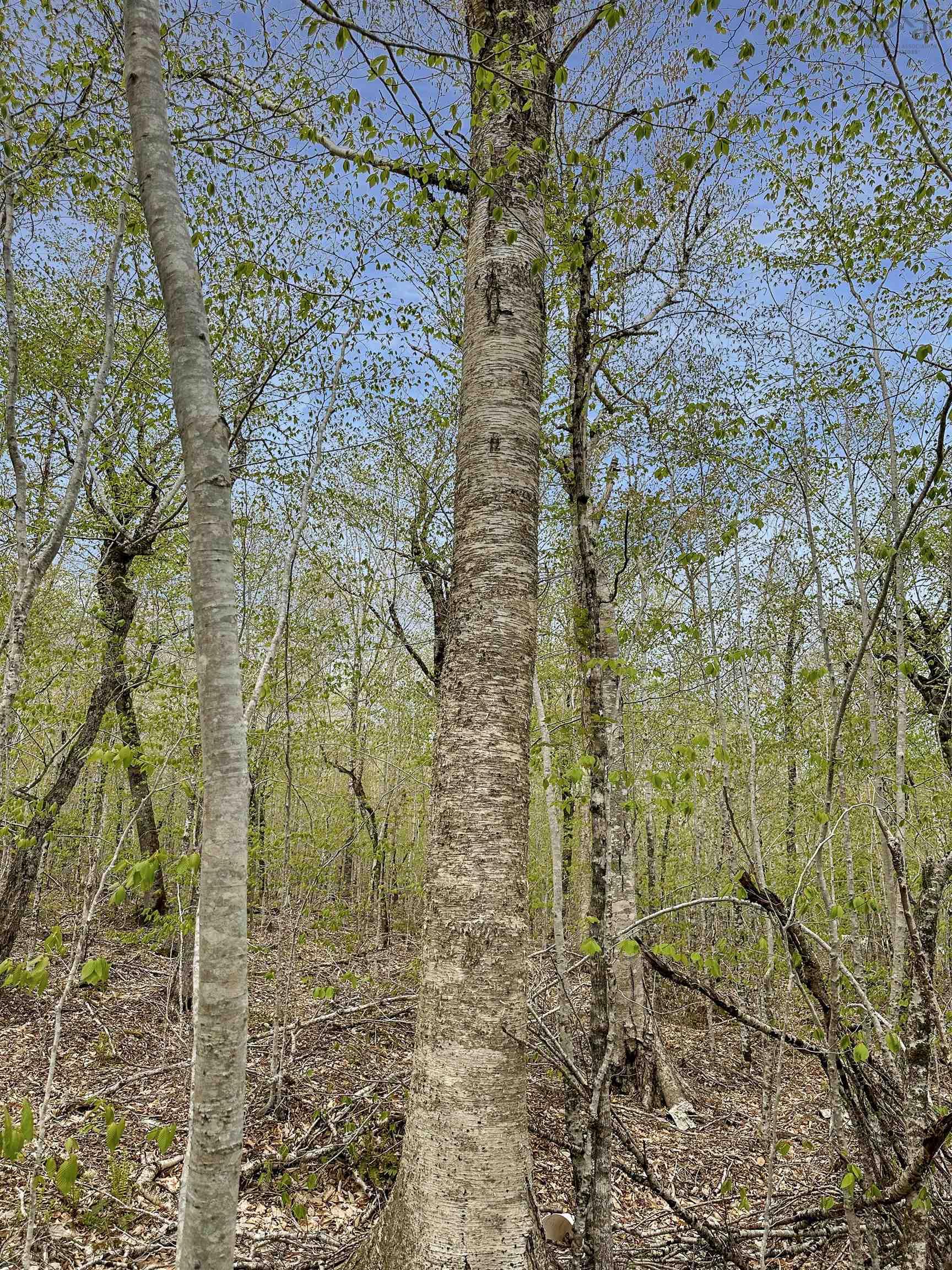 $39,900.00: 14-C HILLCREST Drive, Dalhousie