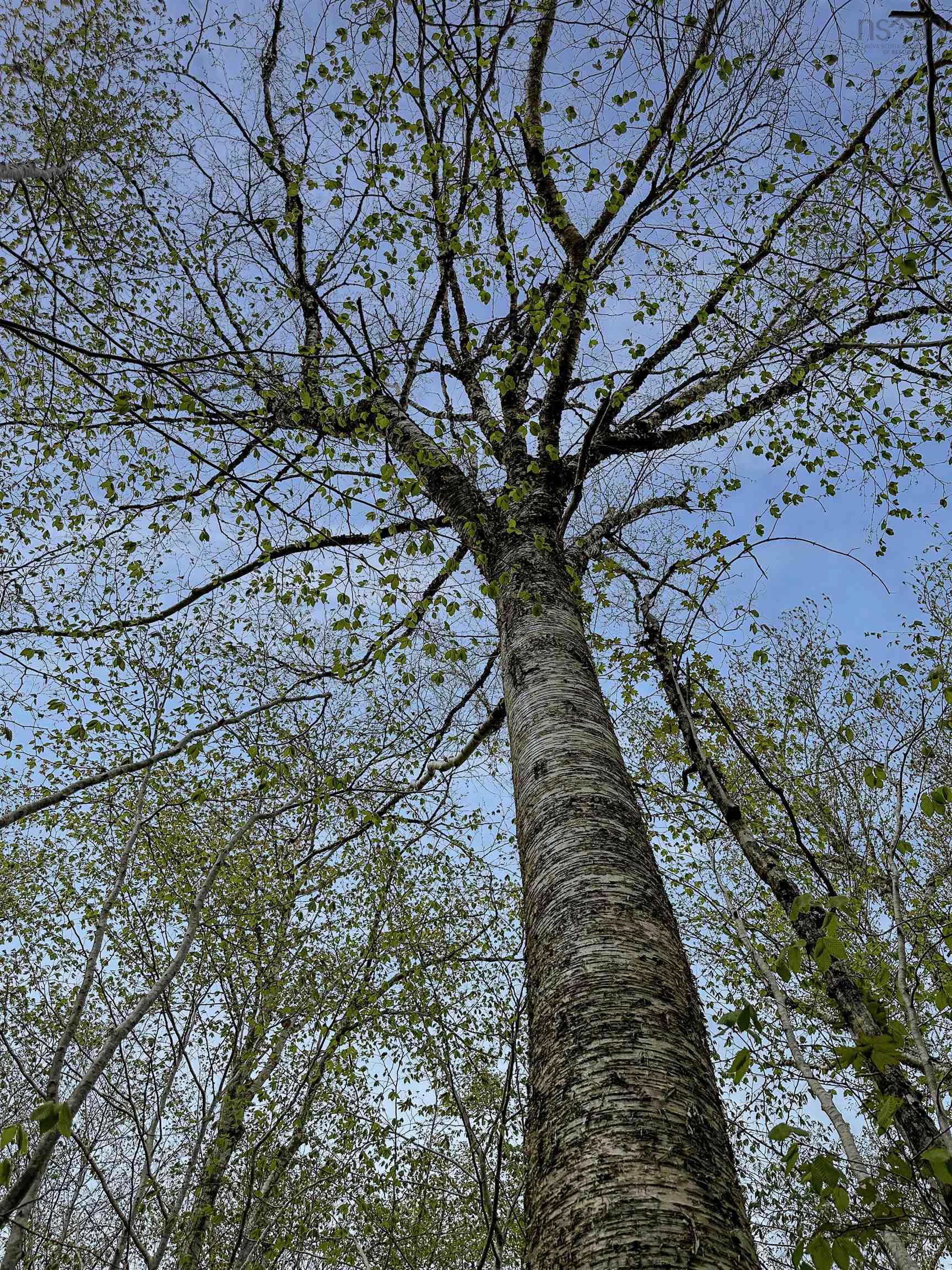 $39,900.00: 14-C HILLCREST Drive, Dalhousie