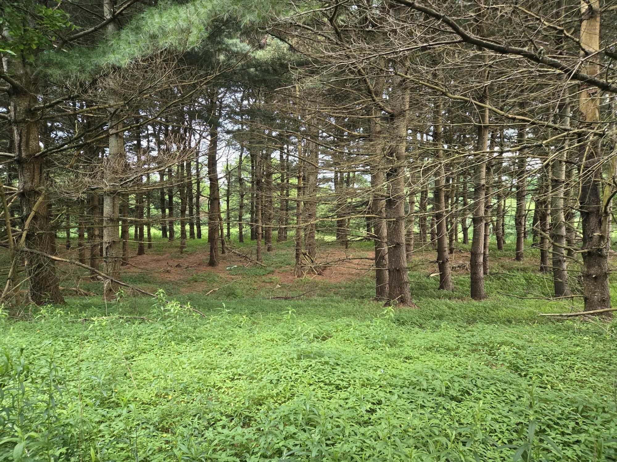 $69,900.00: Lot 3 Salmon River Road, Murray Siding