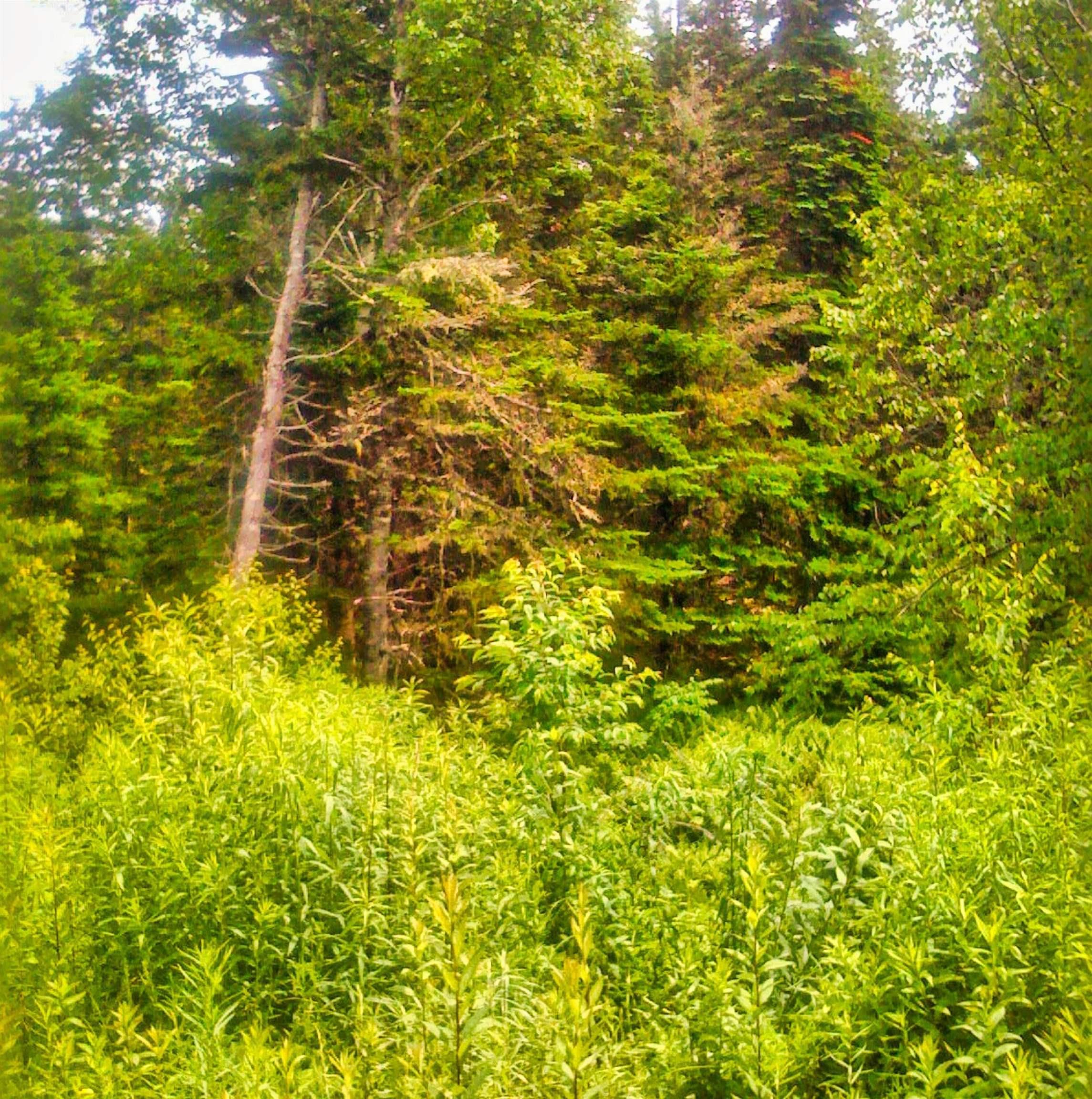 $39,000.00: Lot 99-7 104 Nature Dream Boulevard, Roberta