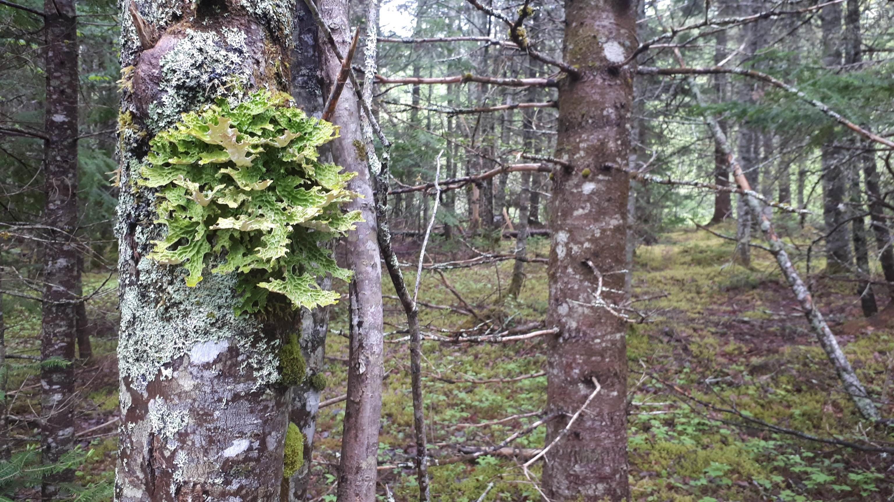 $25,000.00: Lot 15 Walkerville Rd.,, Walkerville