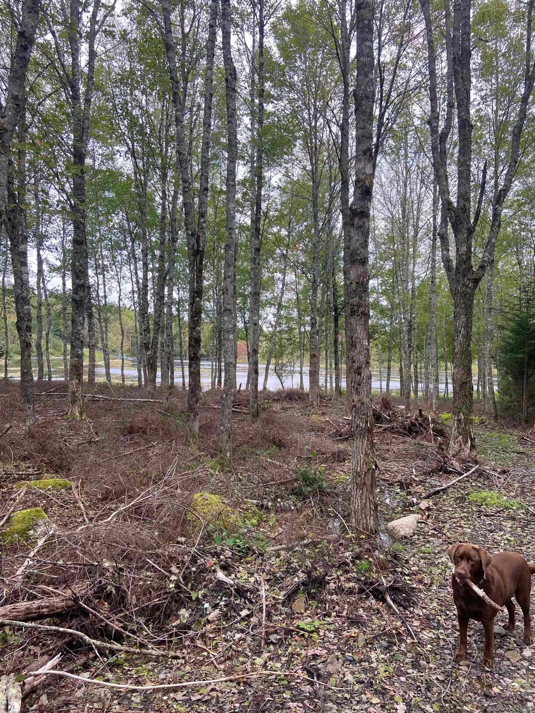 $97,500.00: Lot 29 Salmon Run Road, Newburne