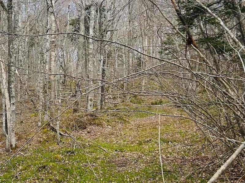 $149,900.00: 161 acres 252 Highway, Mabou