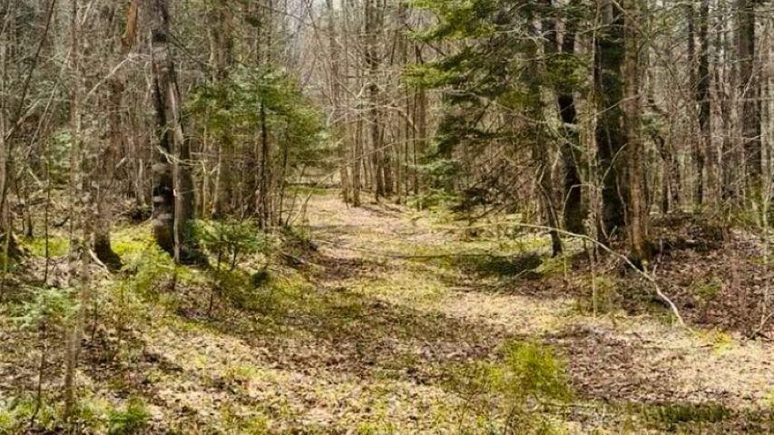 $149,900.00: 161 acres 252 Highway, Mabou