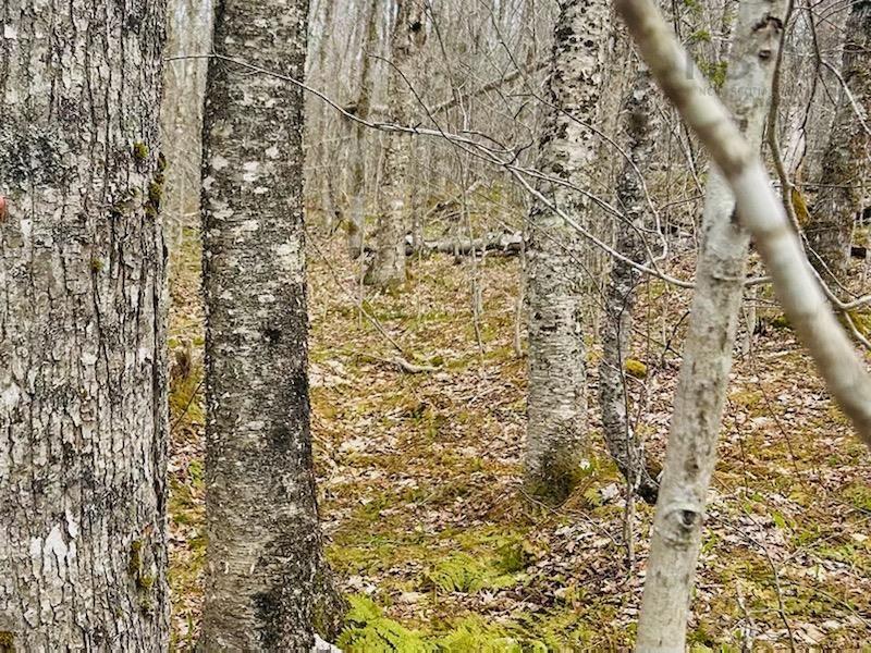 $149,900.00: 161 acres 252 Highway, Mabou