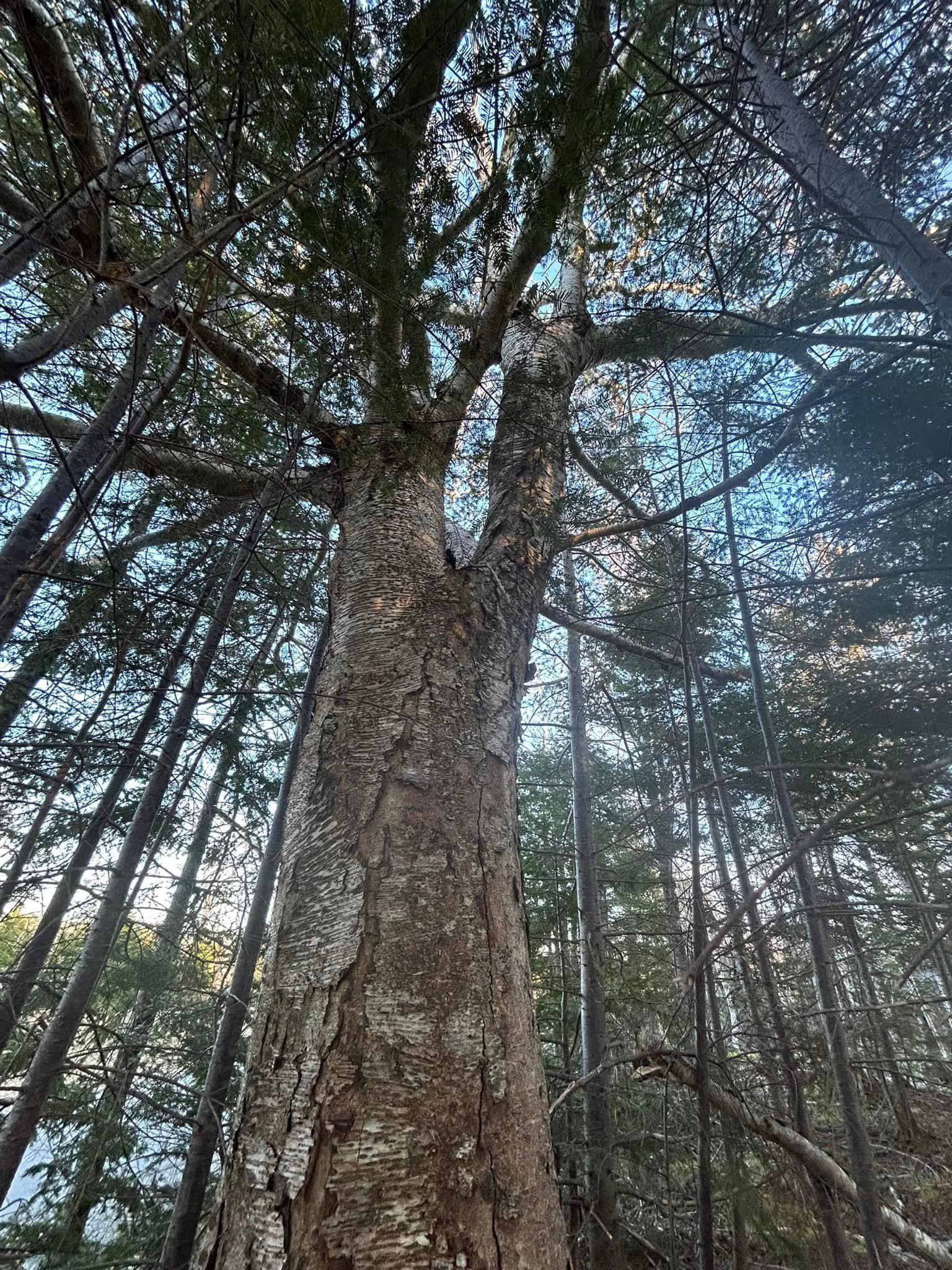 $74,000.00: Lot 13 Lanceleve Crescent, Albert Bridge