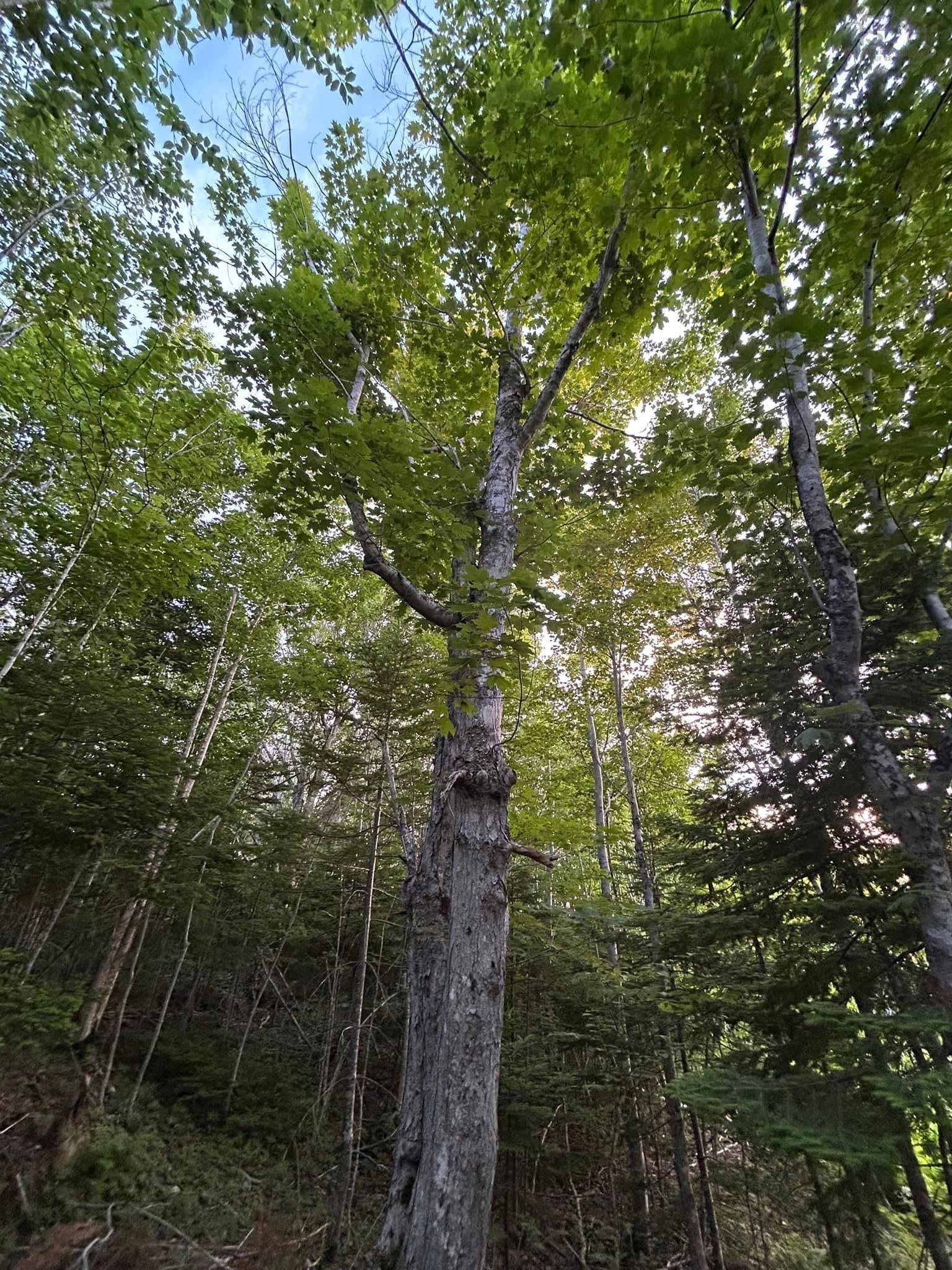 $74,000.00: Lot 13 Lanceleve Crescent, Albert Bridge