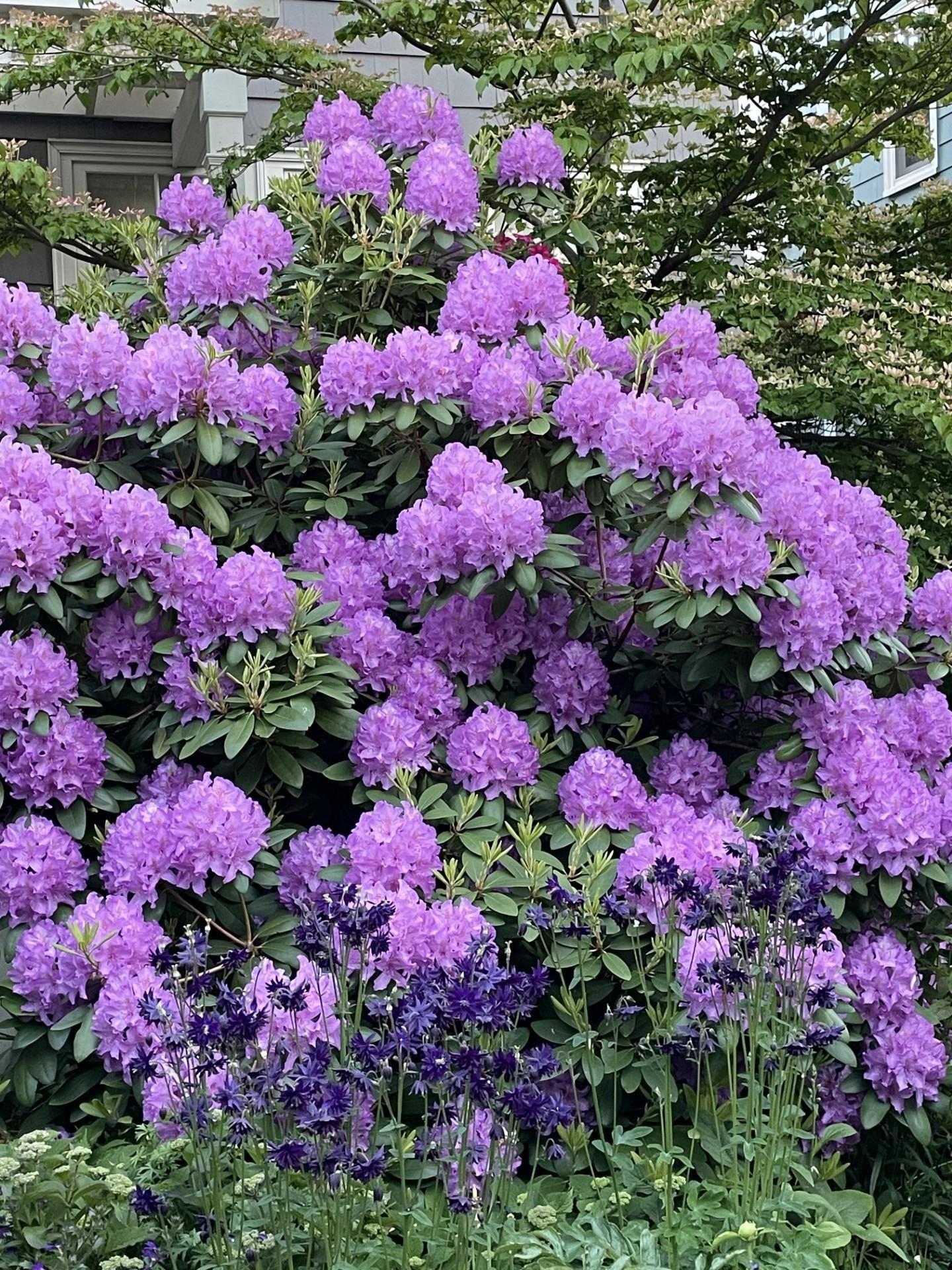 6051 South Street, Halifax, NS (MLS 202602780)