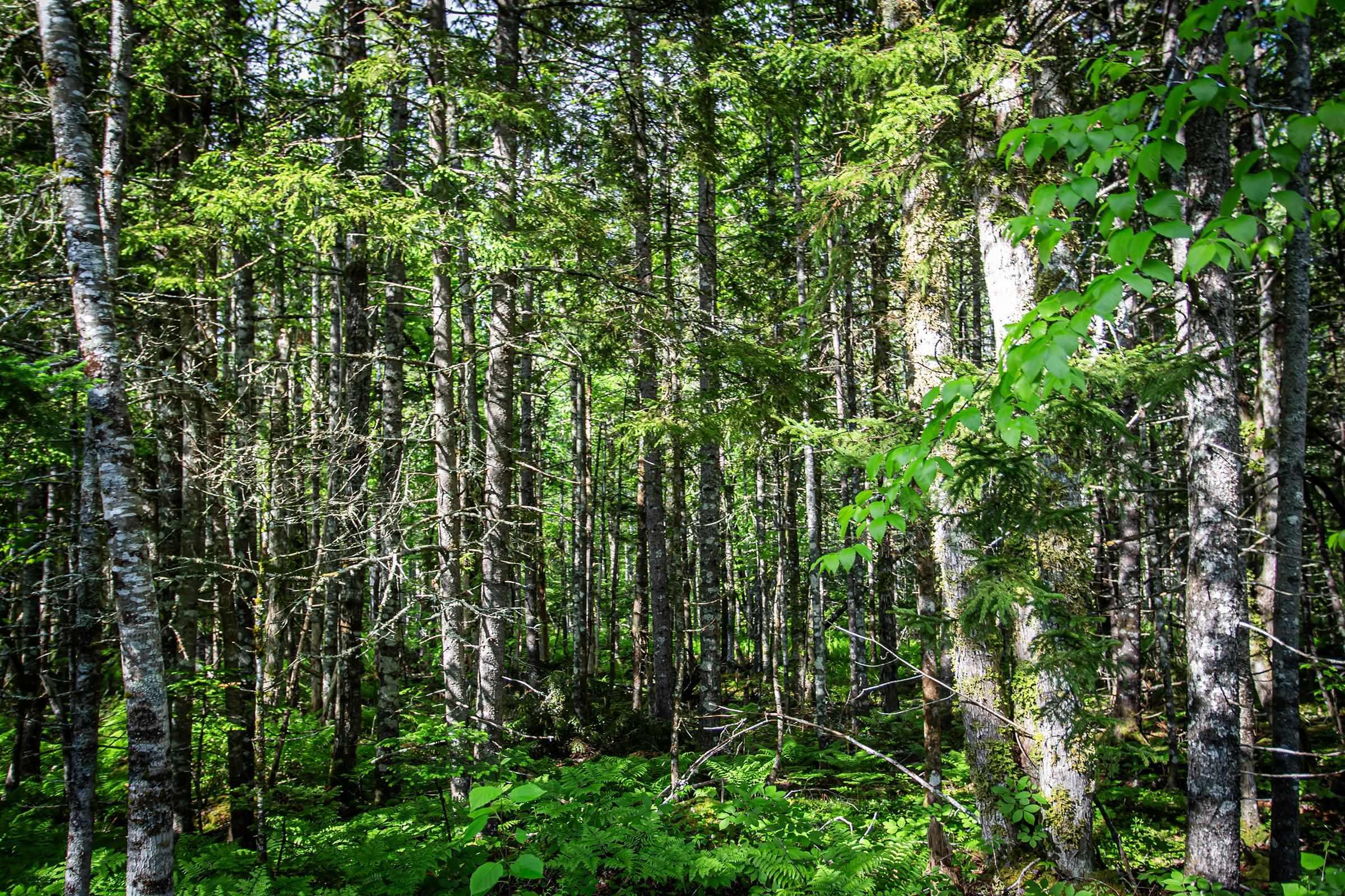 $179,000.00: 7 Lot Package East Lake Road, New Albany