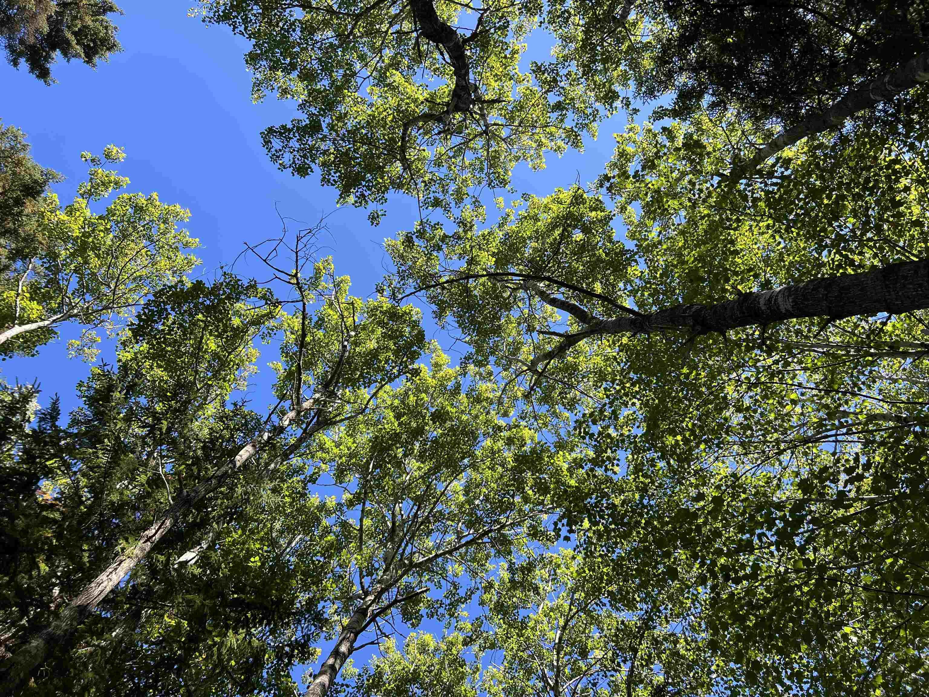 $39,000.00: Conquerall Rd, Conquerall Bank