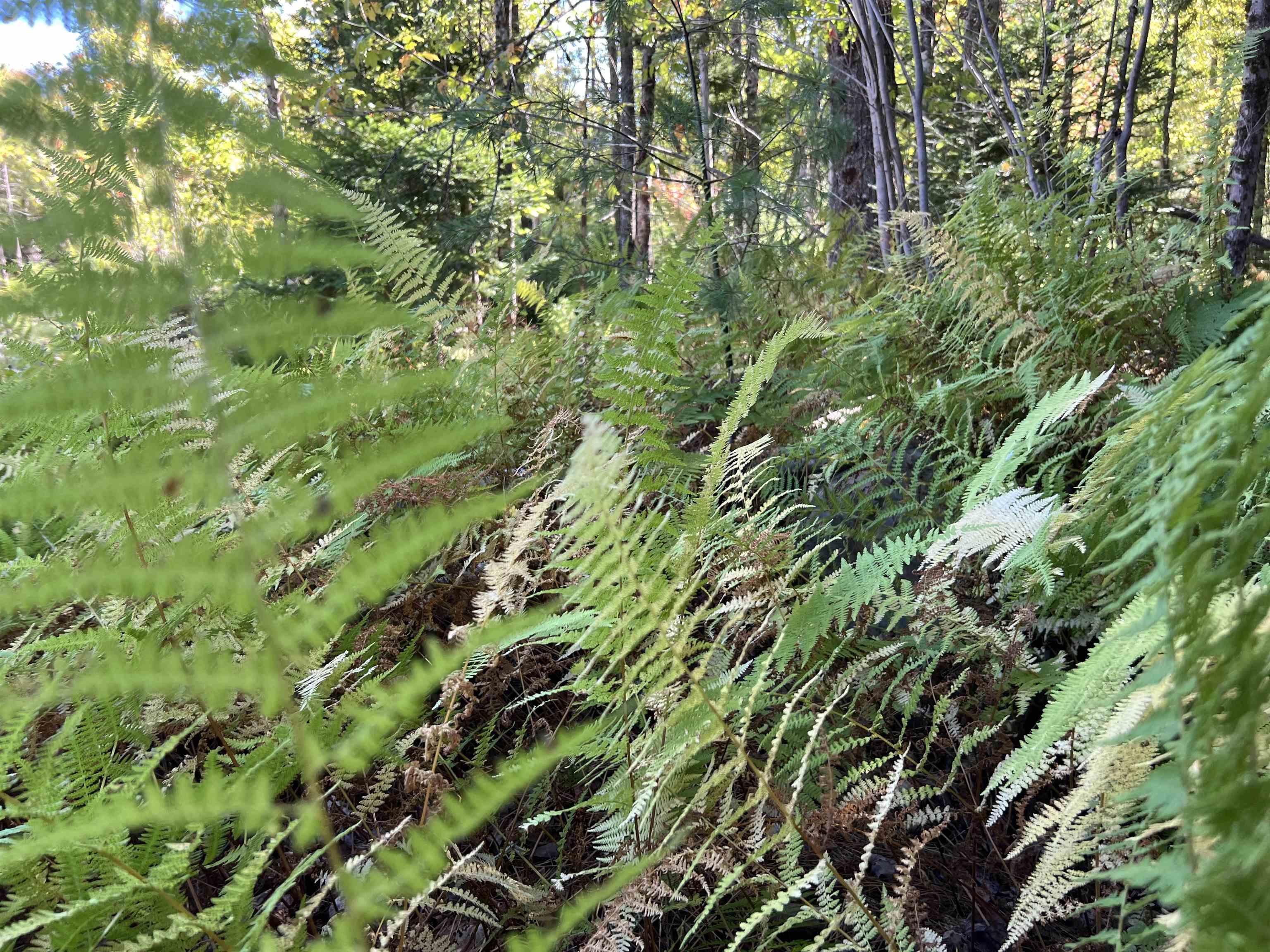 $39,000.00: Conquerall Rd, Conquerall Bank