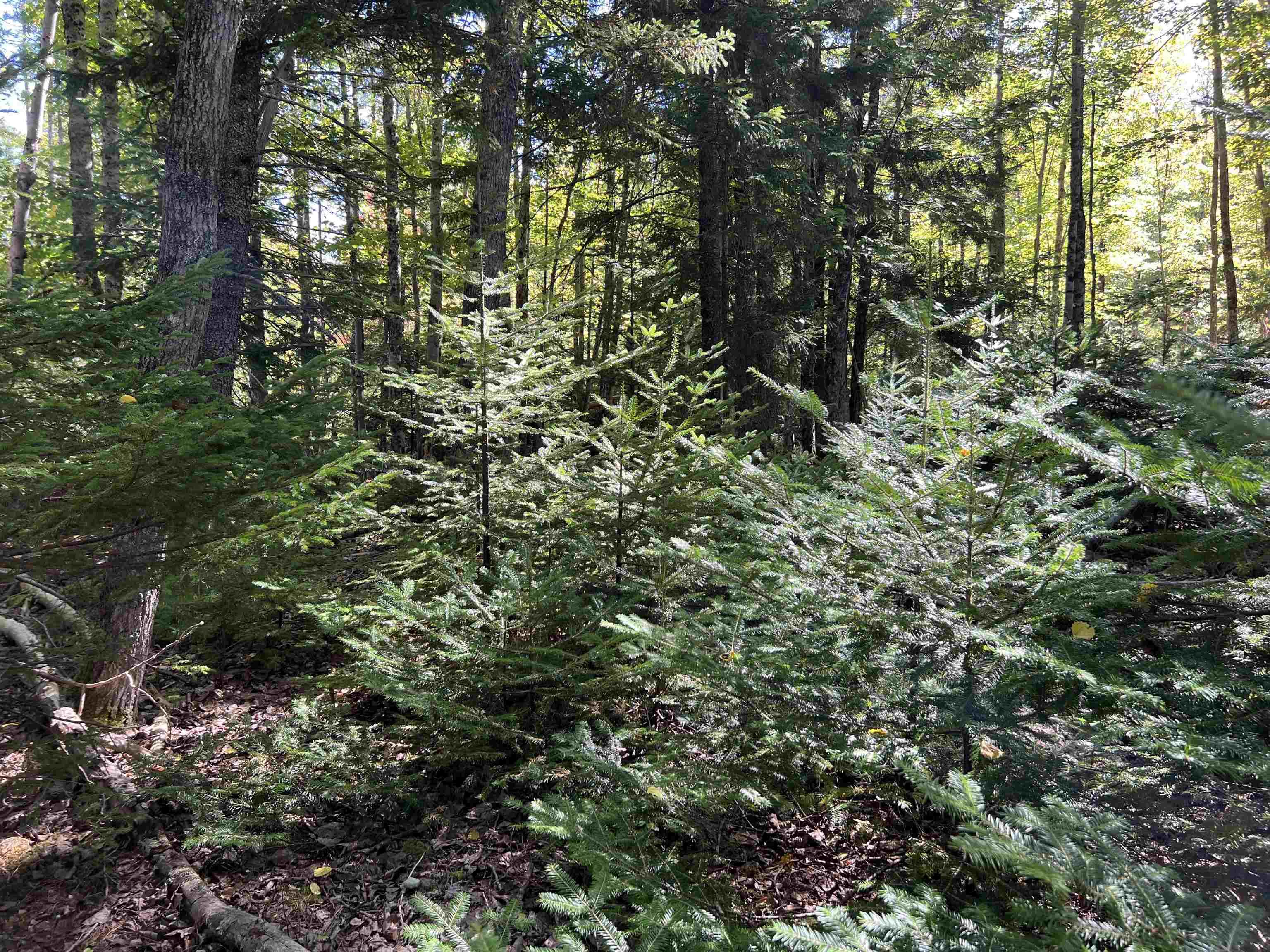 $39,000.00: Conquerall Rd, Conquerall Bank