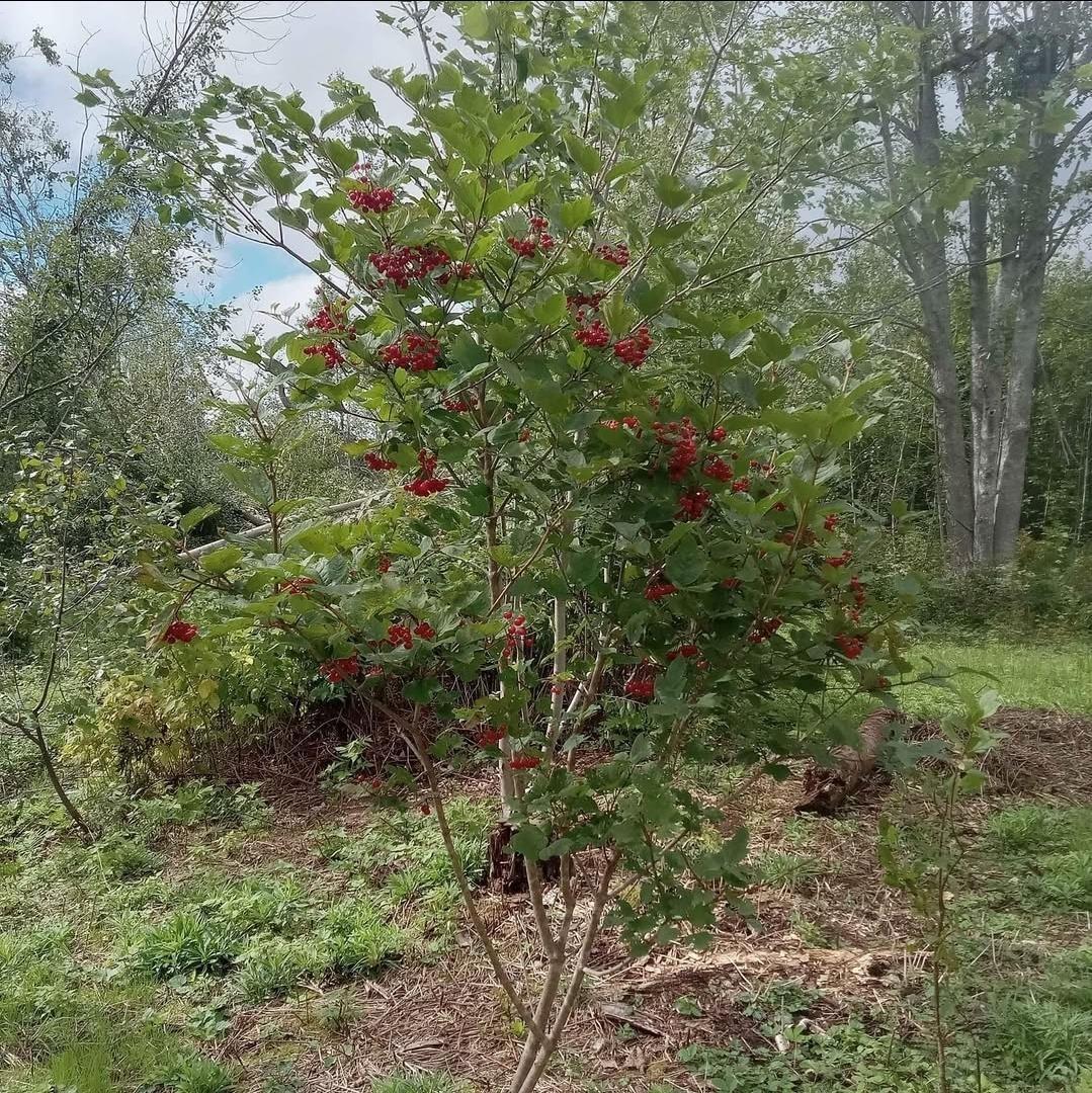 $75,000.00: 5734 Pictou Landing Road, Pictou Landing