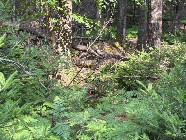 $129,000.00: Lot 25 Beaver Dam Trail, Labelle