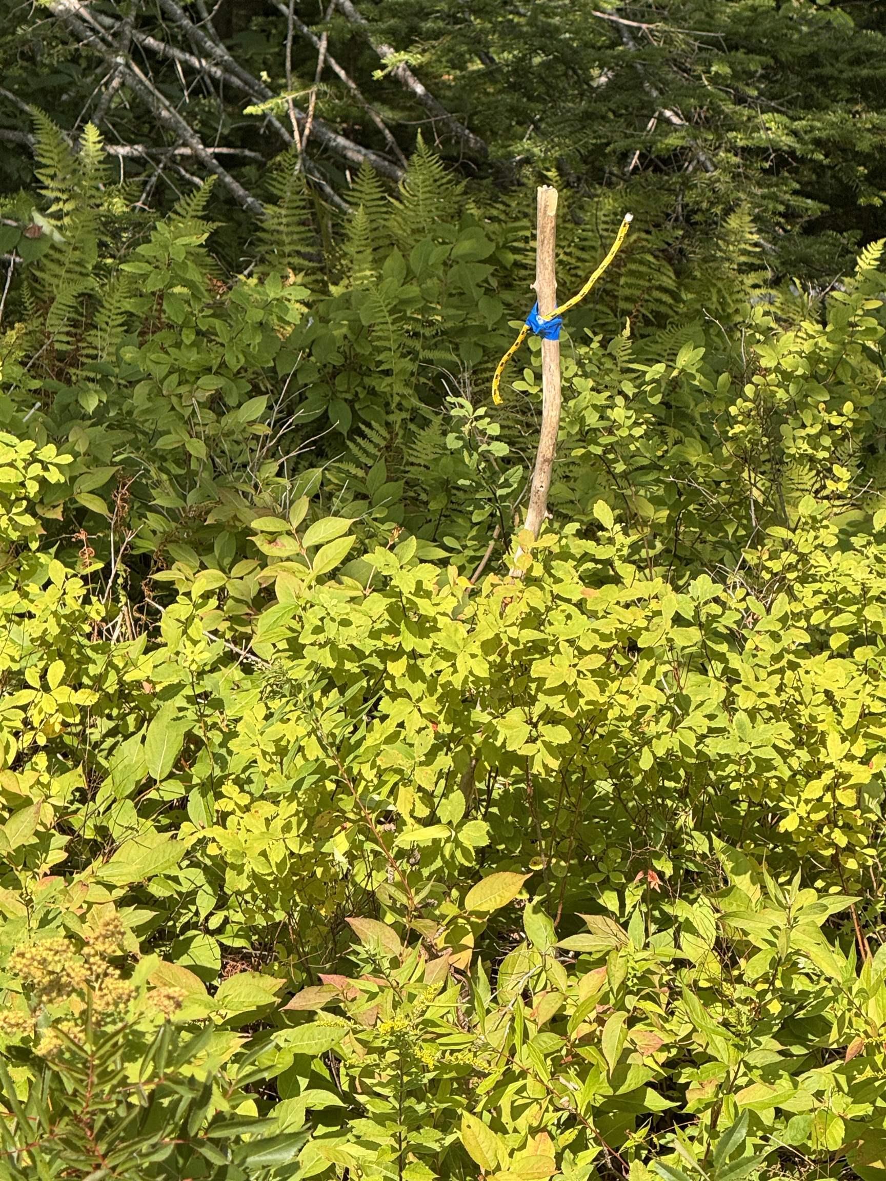 $19,900.00: Lot 6 Highway 224, Sheet Harbour