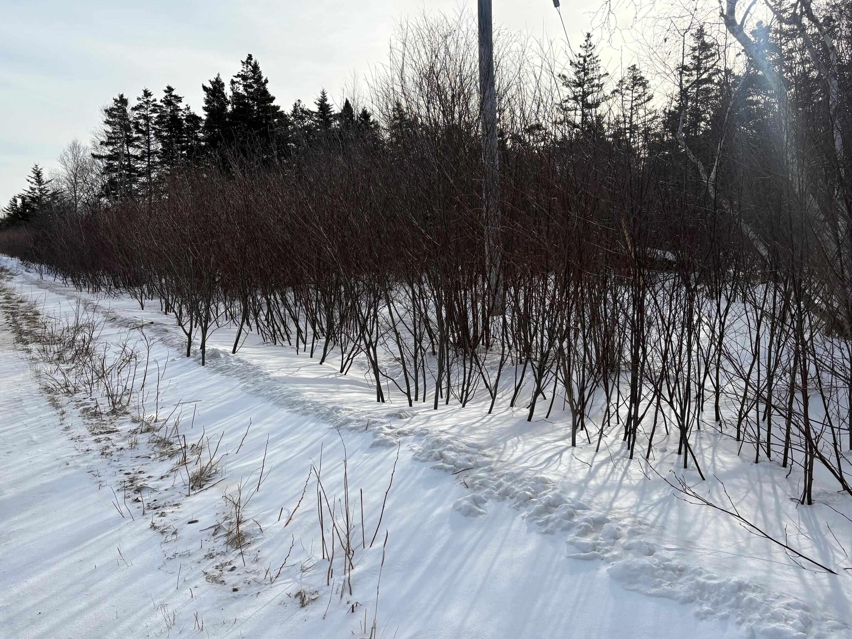 $99,900.00: Lot 2 Shore Road, Ogilvie