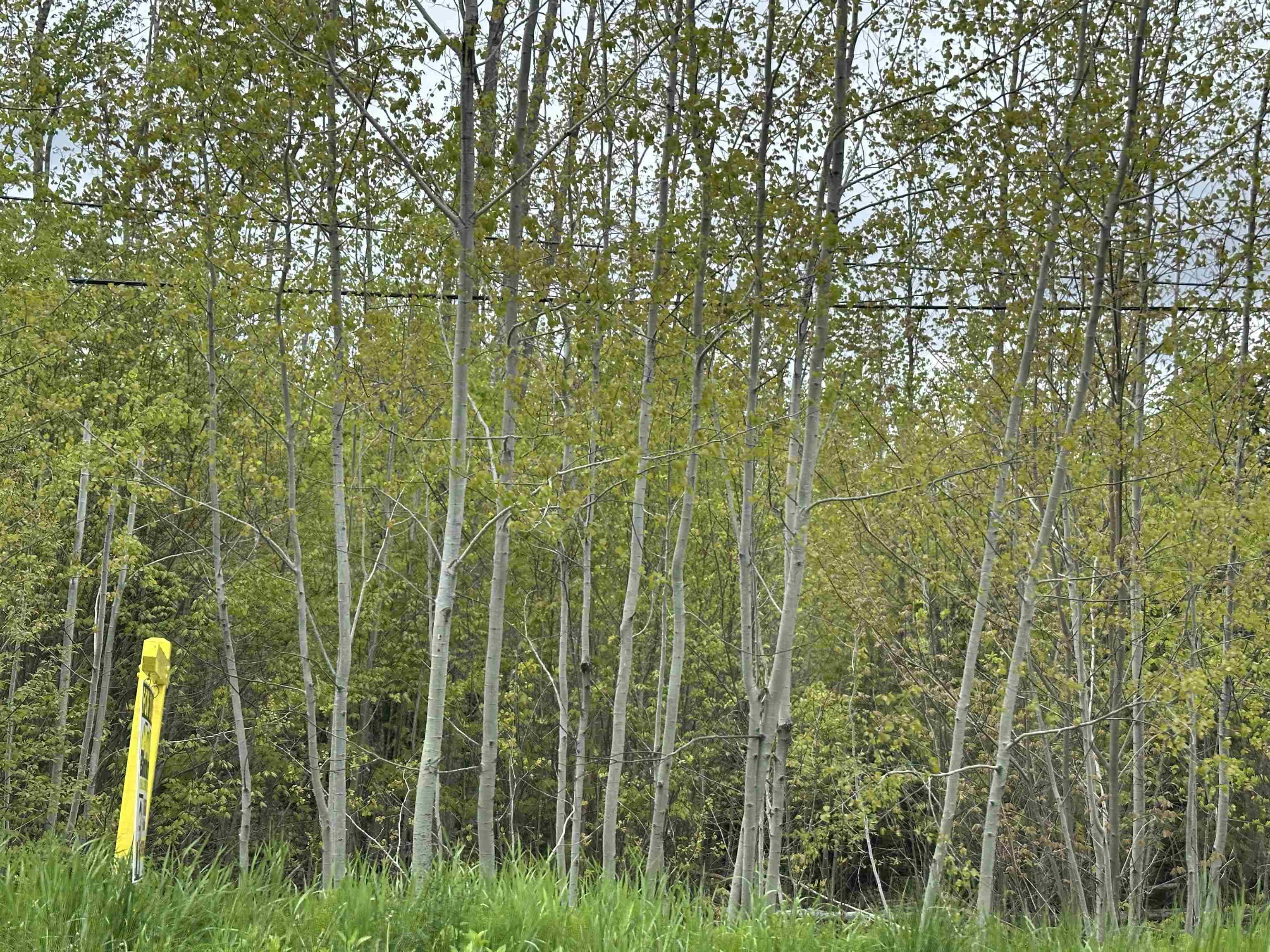 $54,900.00: 19 Acres+- Wallace Road, Hazel Glen