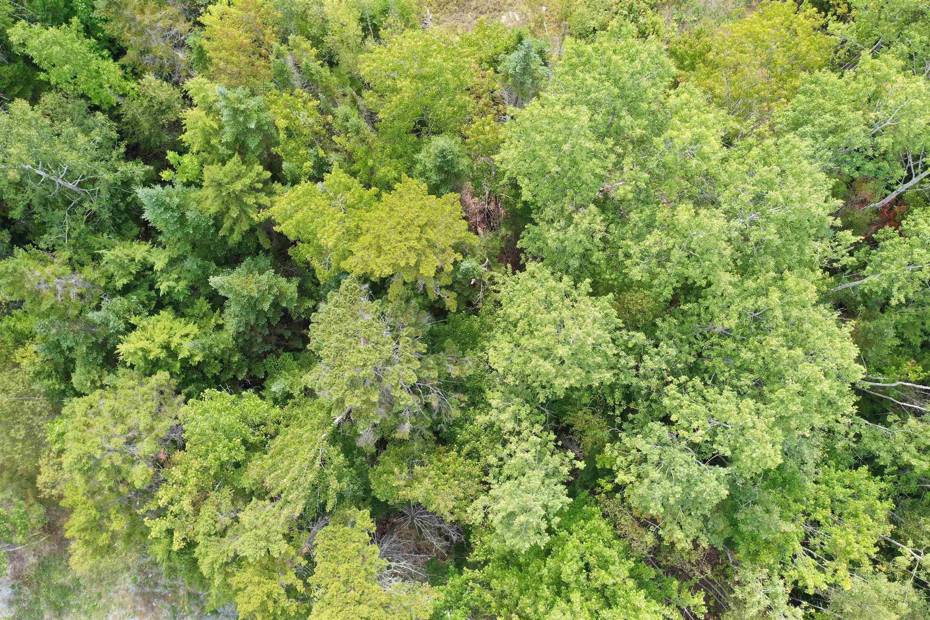 $54,900.00: 19 Acres+- Wallace Road, Hazel Glen