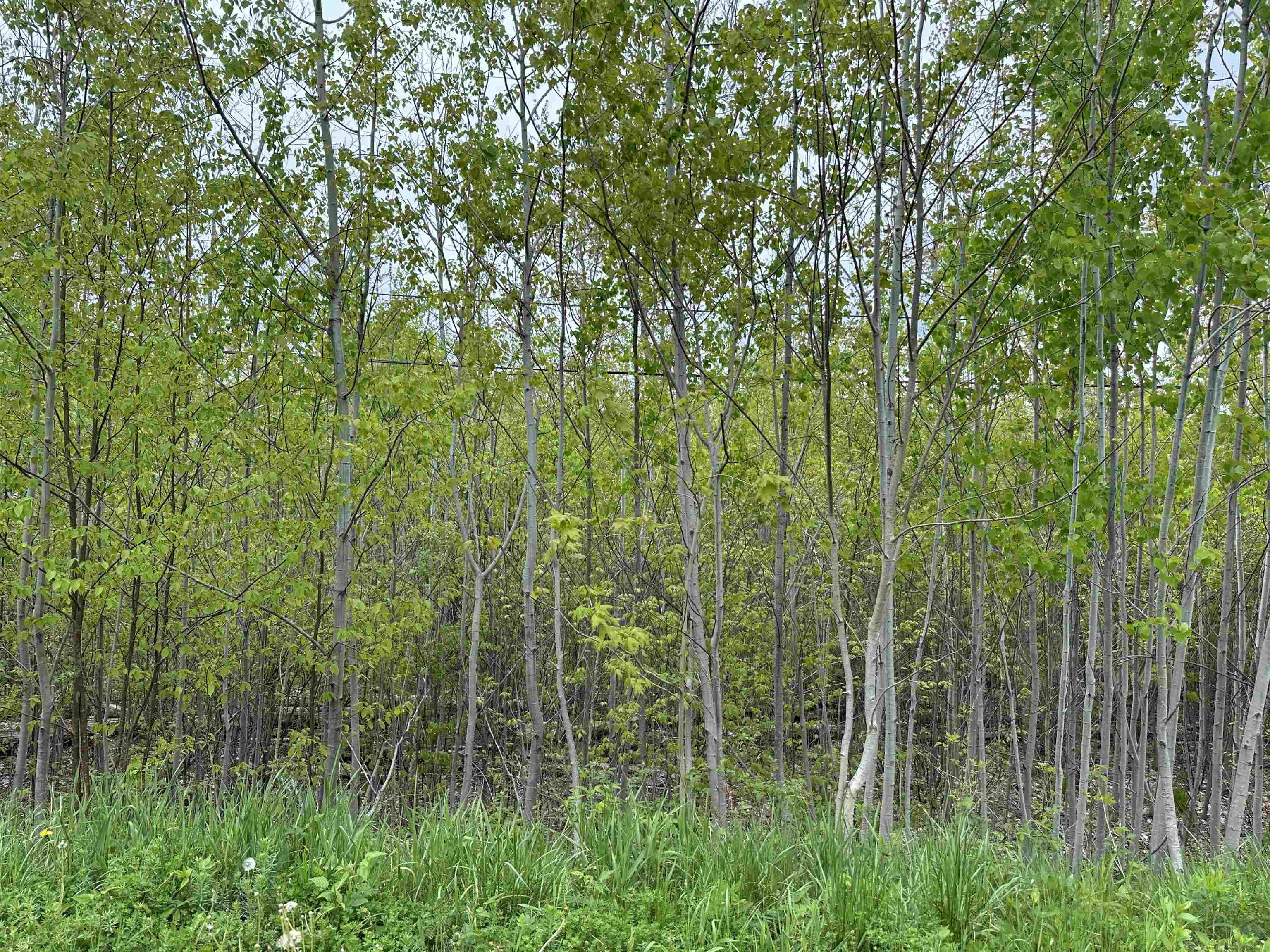 $54,900.00: 19 Acres+- Wallace Road, Hazel Glen