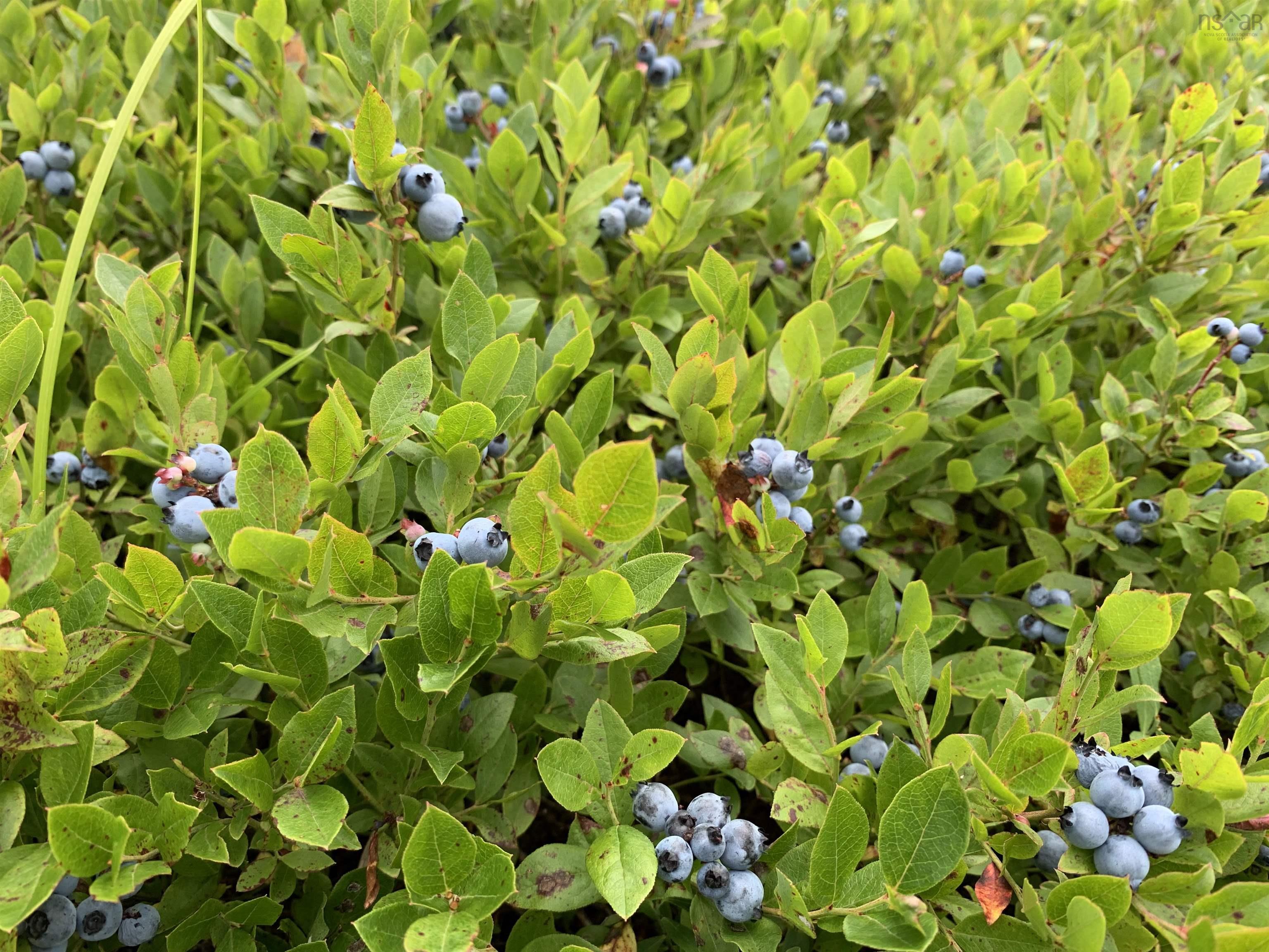 $35,000.00: Lot Palmer Road, Wentworth Valley