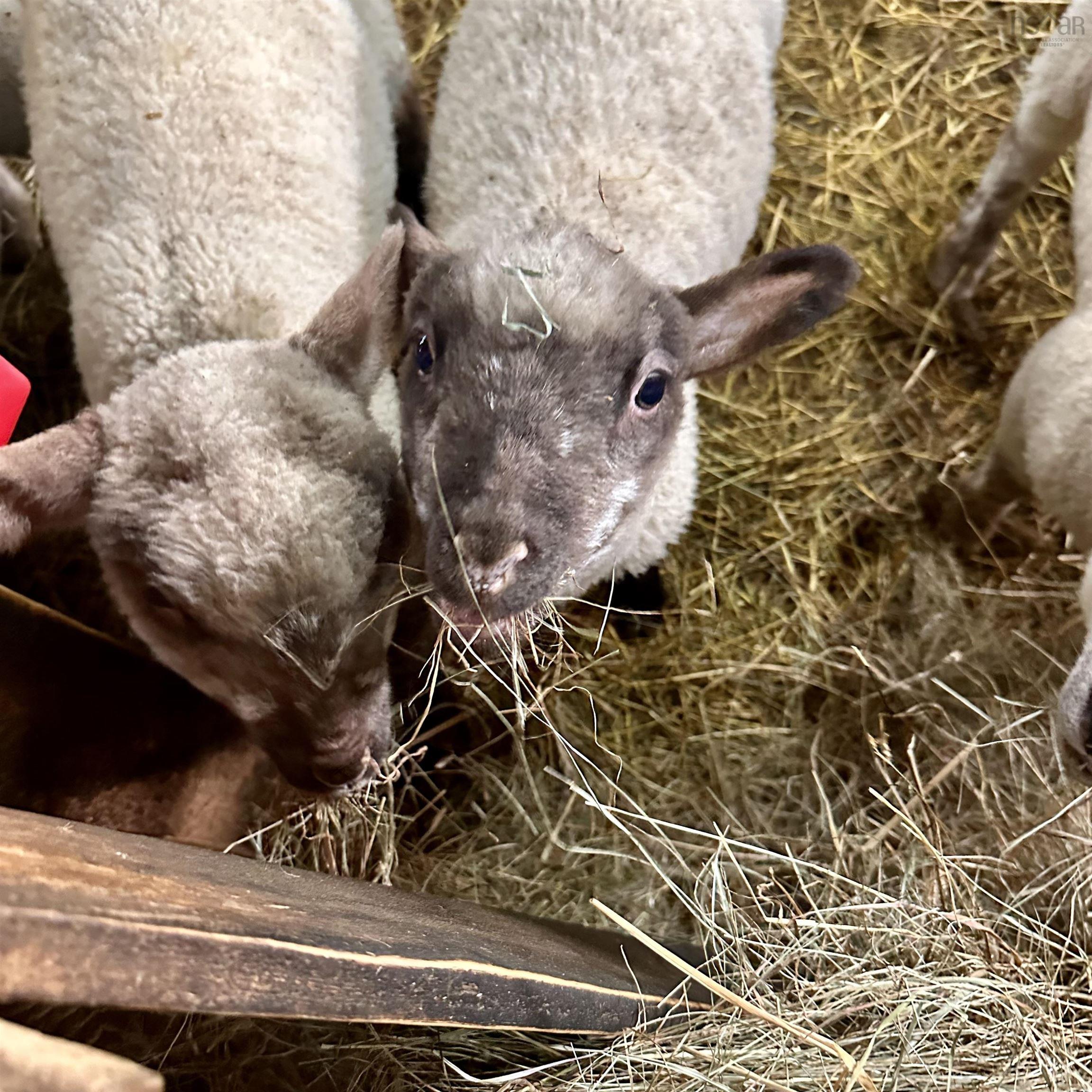 $330,000.00: 218 Garber Road, Newcombville