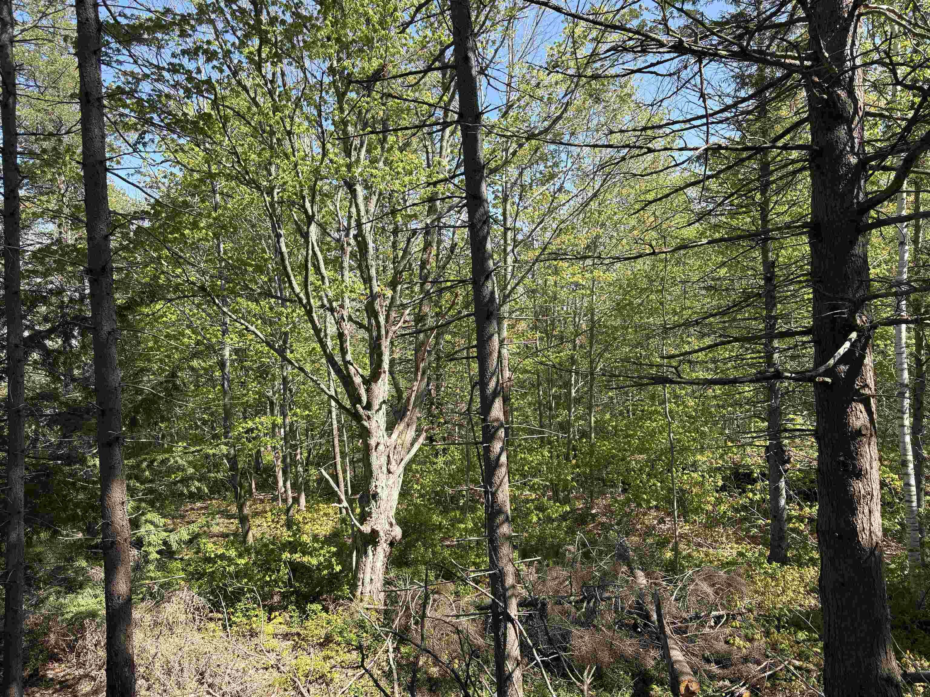 $59,900.00: Lot Oliver Road, Hazel Glen