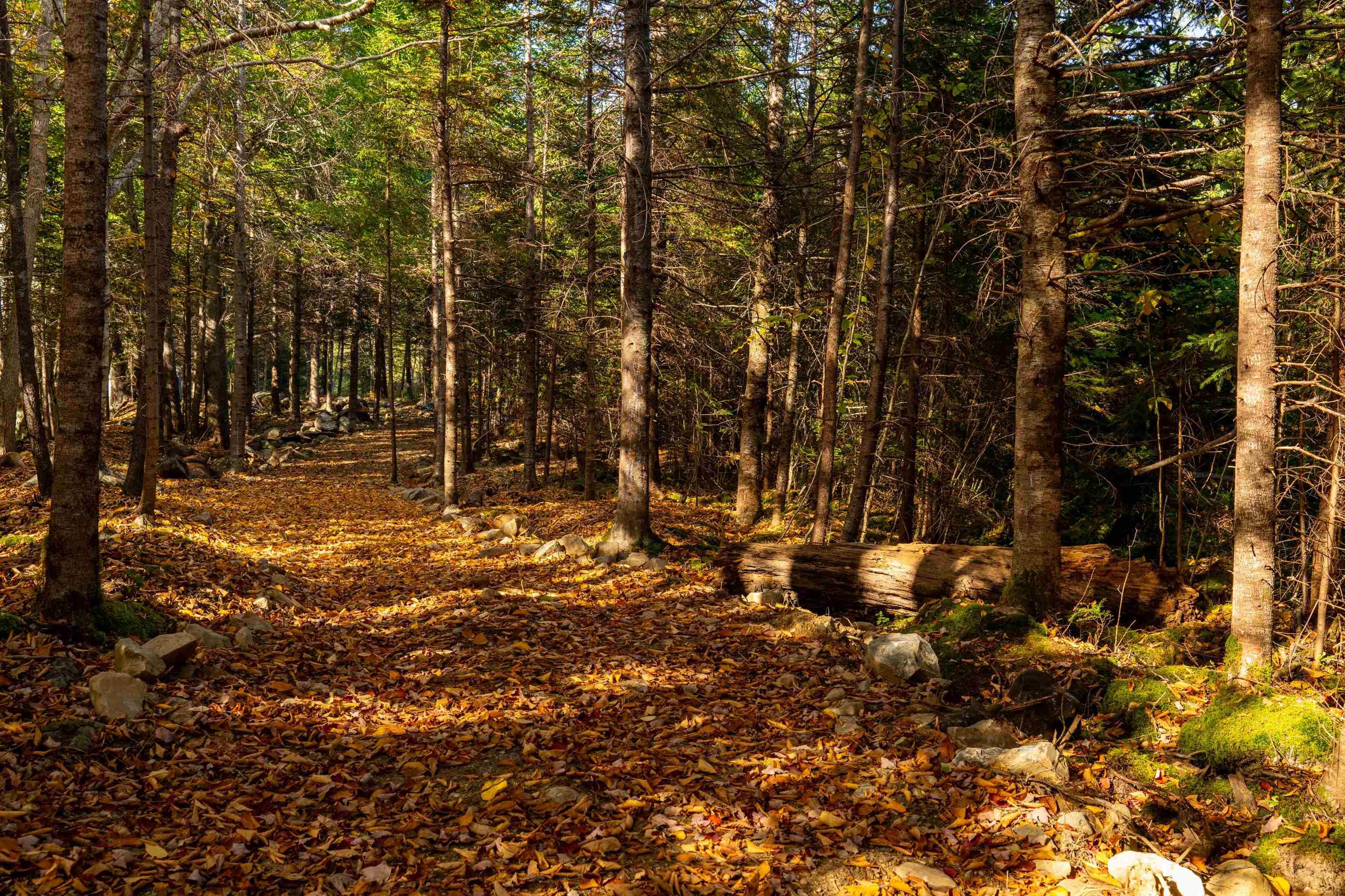 $69,000.00: Lot 9 Little Deer Lane, Chester Basin