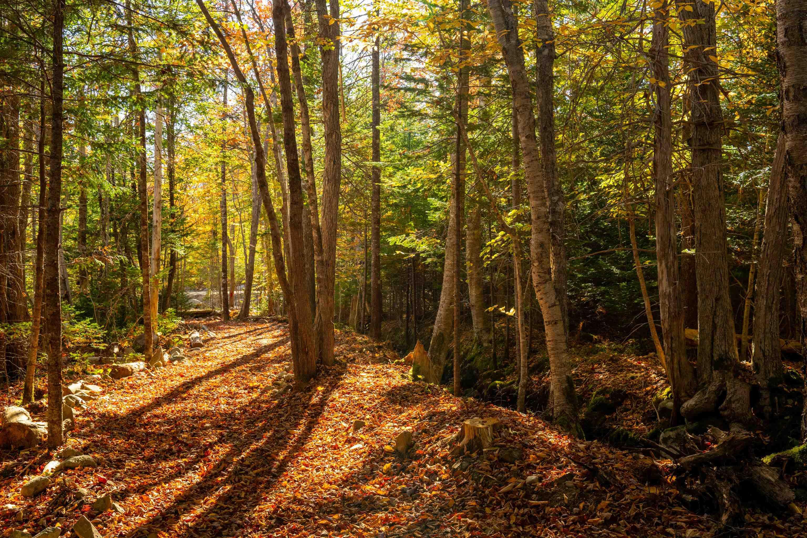 $60,000.00: Lot 11 Little Deer Lane, Chester Basin