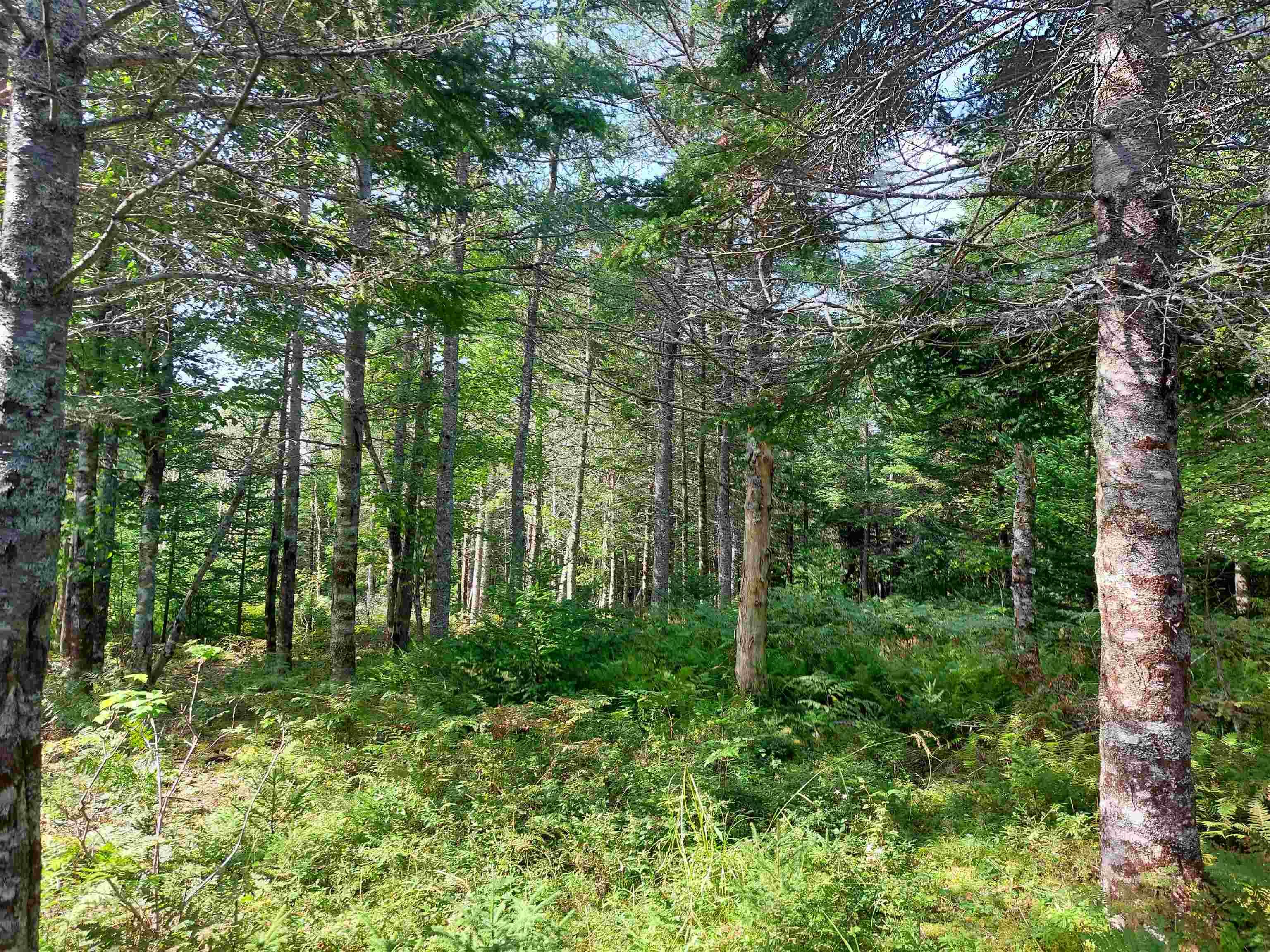 $35,000.00: Lot 5 Hill St, French Cove