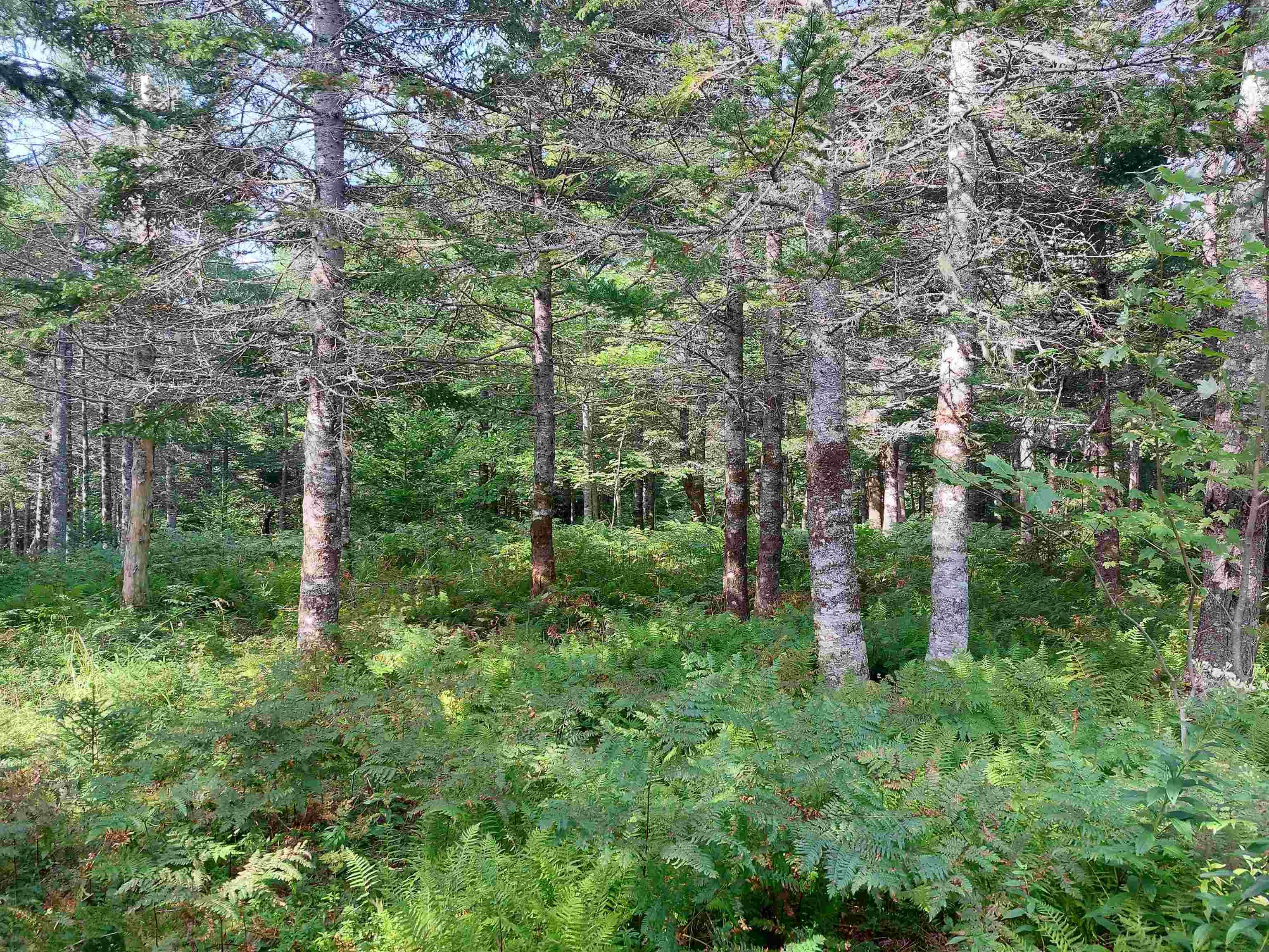 $35,000.00: Lot 5 Hill St, French Cove