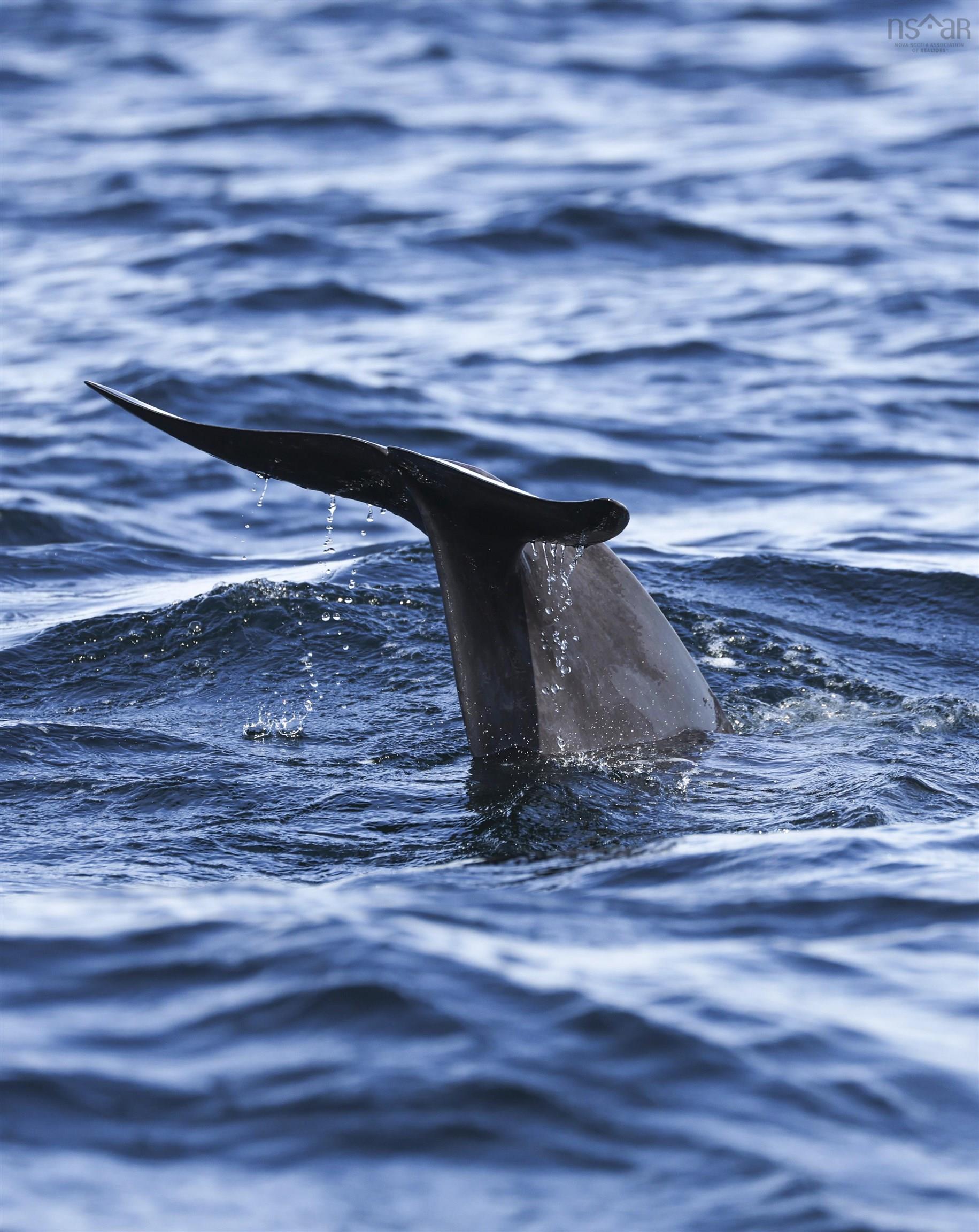 $1,825,000.00: 31 Osprey Lane, Ingonish Harbour