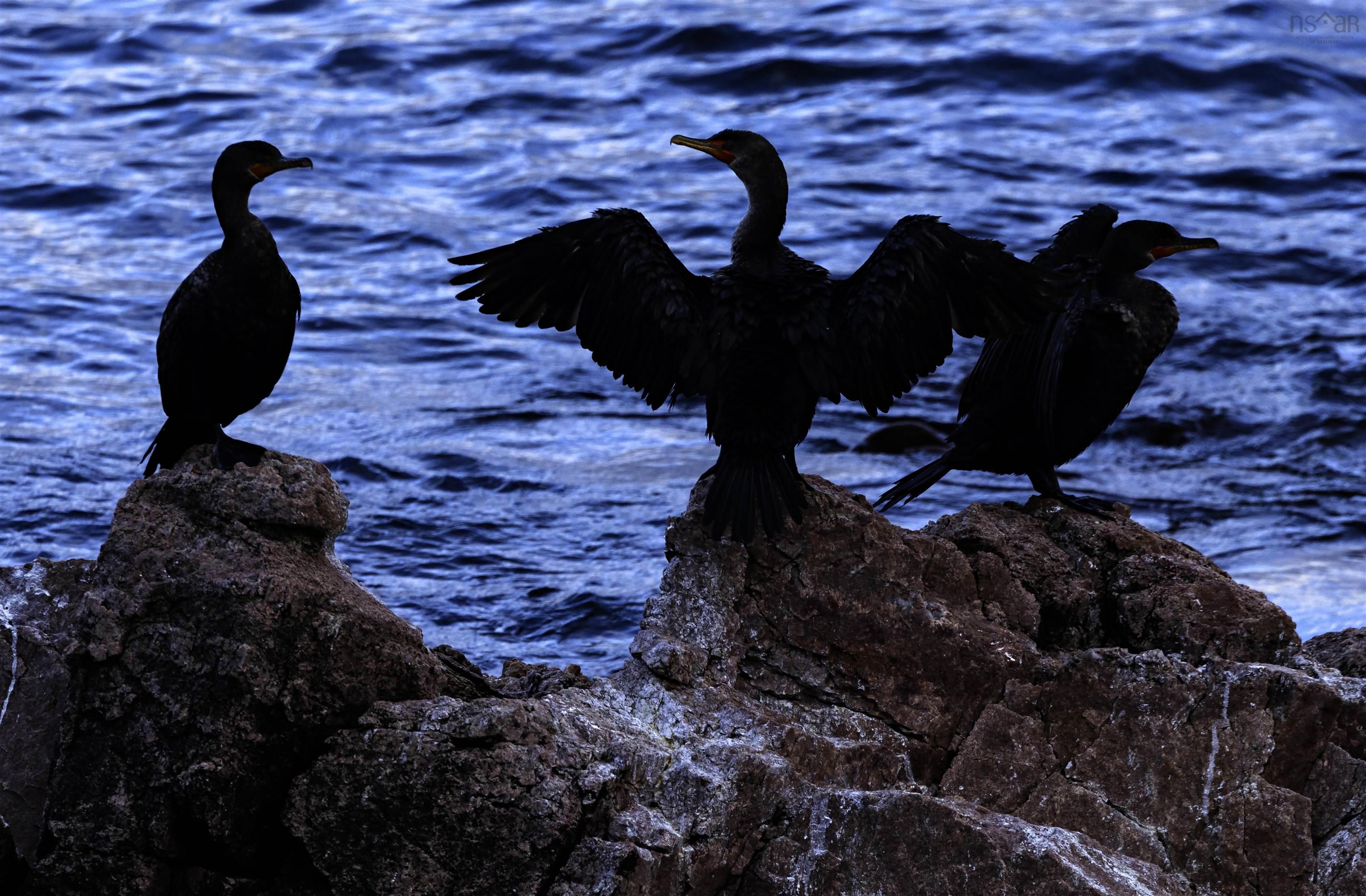 $1,900,000.00: 9 Osprey Lane, Ingonish Harbour