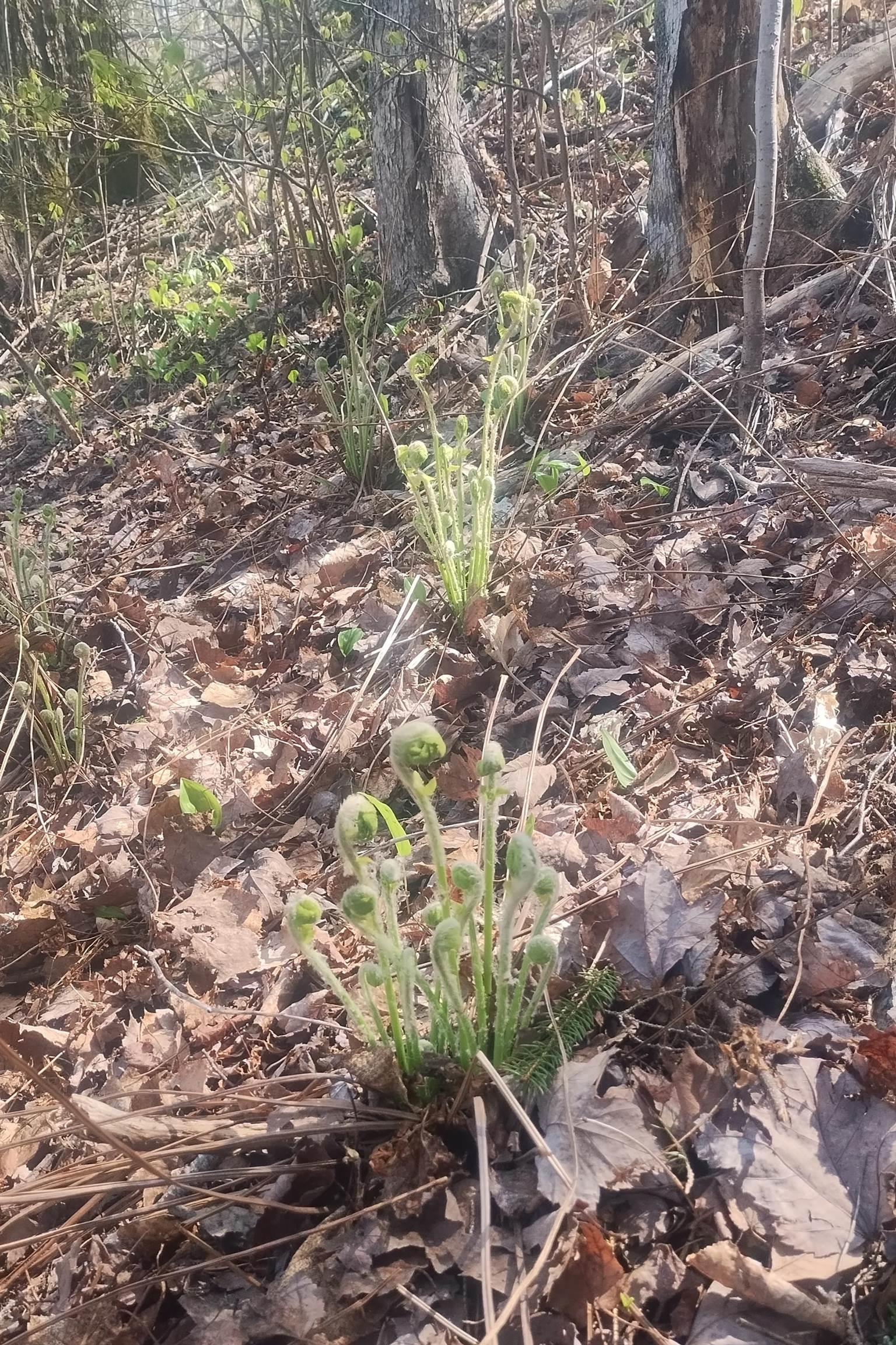 $75,000.00: Lot 25-1 Highway 321, Roslin