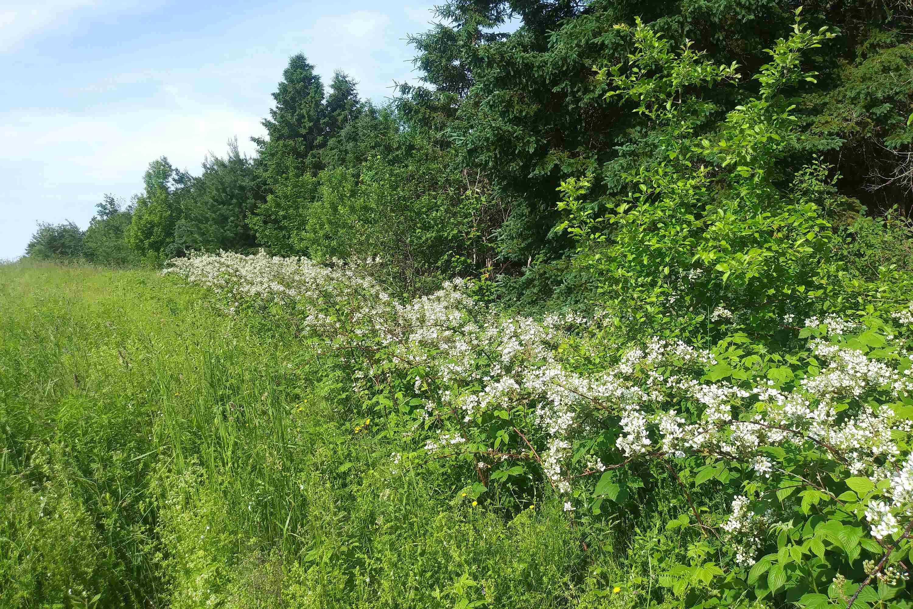 $75,000.00: Lot 25-1 Highway 321, Roslin