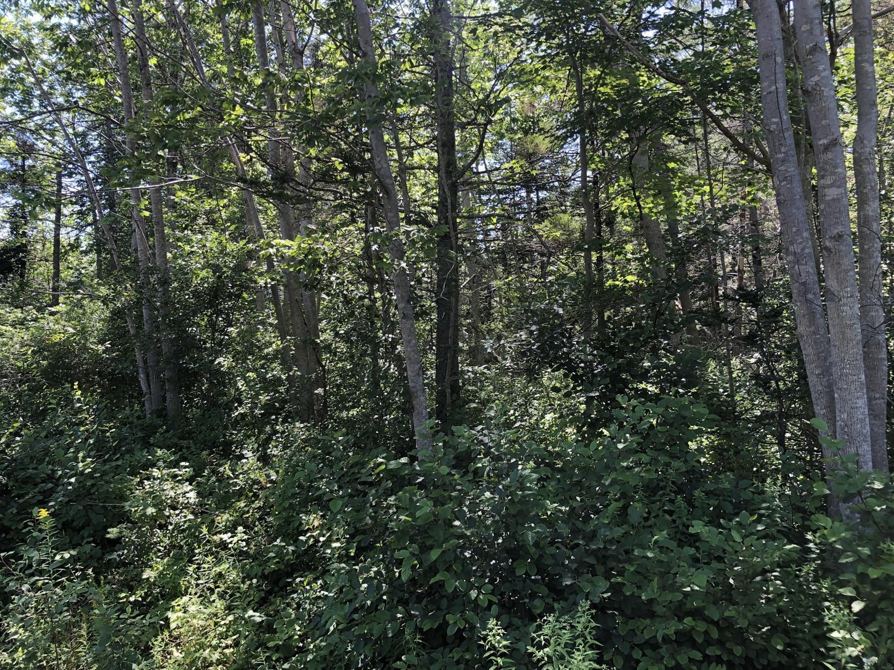 $99,000.00: Lot Lighthouse Road, Bay View