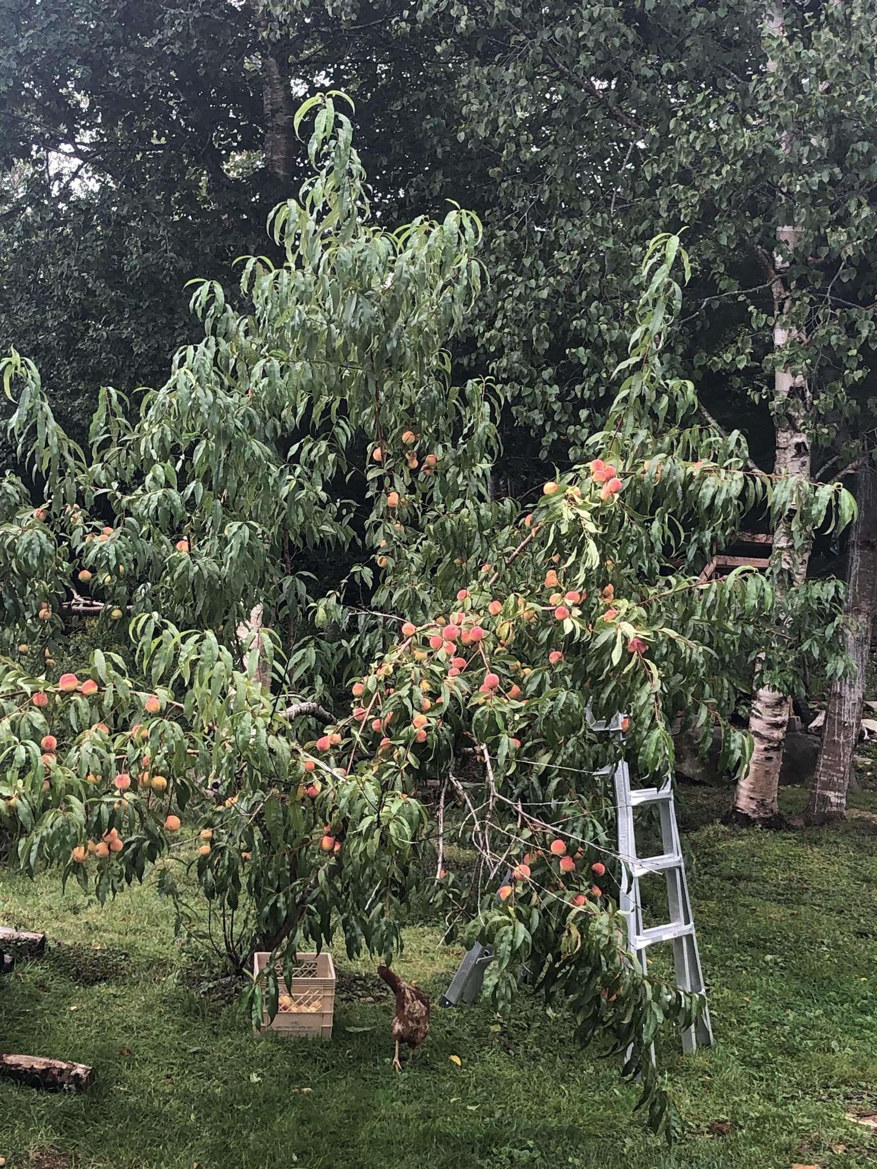 $350,000.00: 1093 Oak Park Road, Barrington