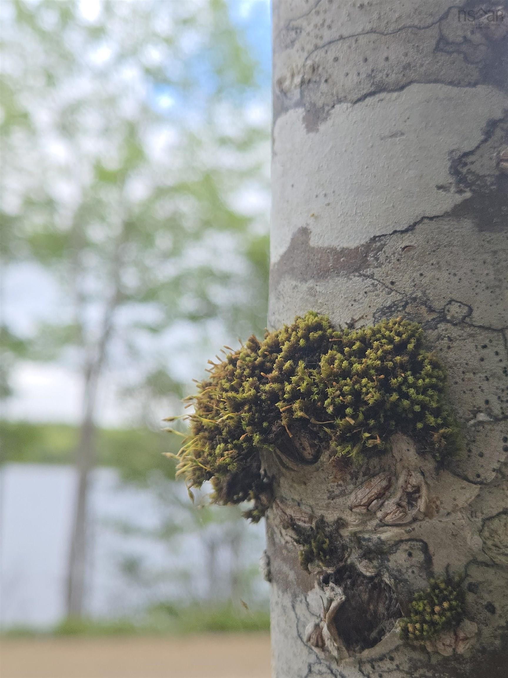 $89,500.00: Lot 6 Lochiel Lake (west side), South Lochaber