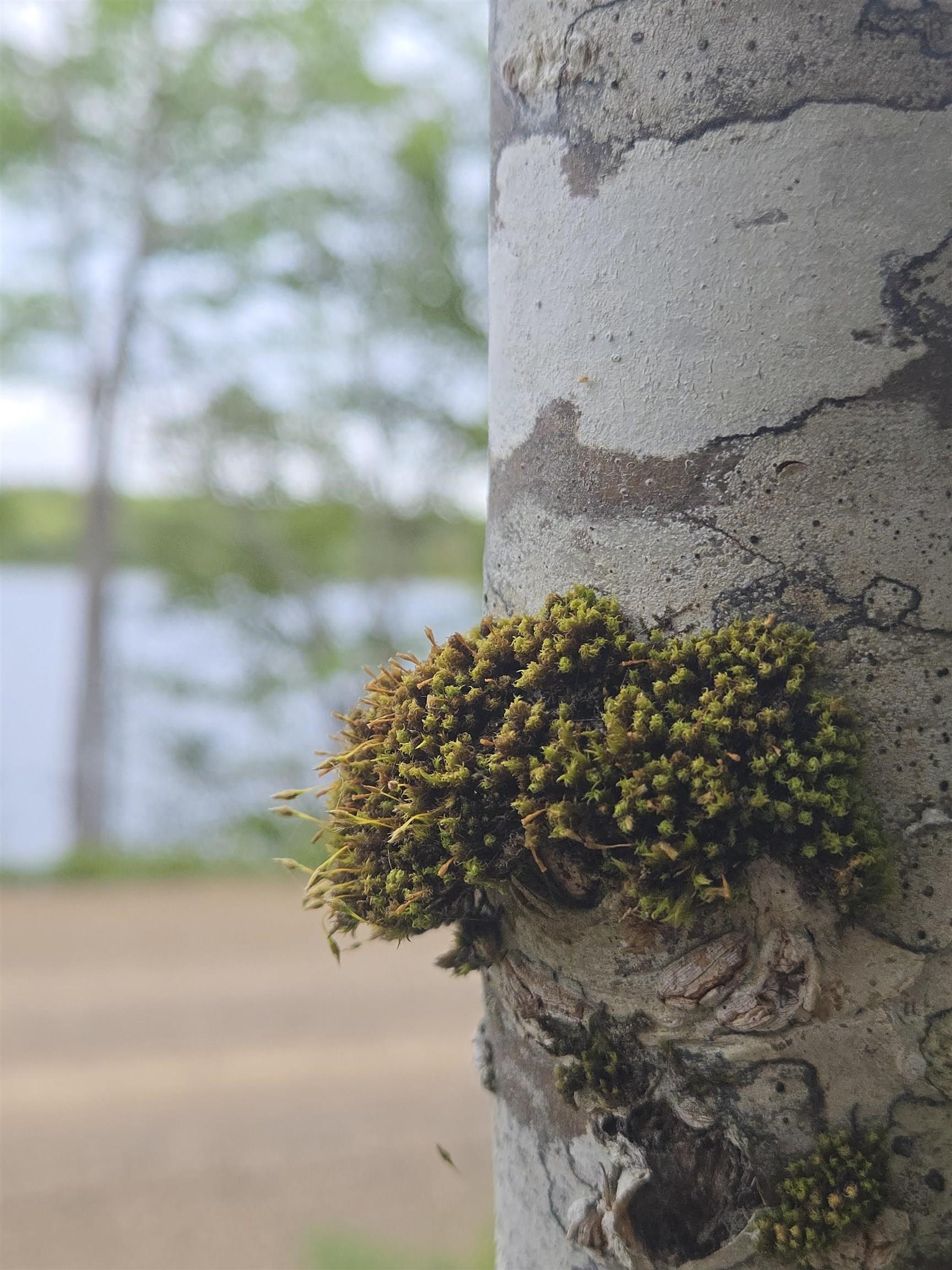 $54,500.00: 5 Lot 5 Lochiel Lake (west side), Lochiel Lake