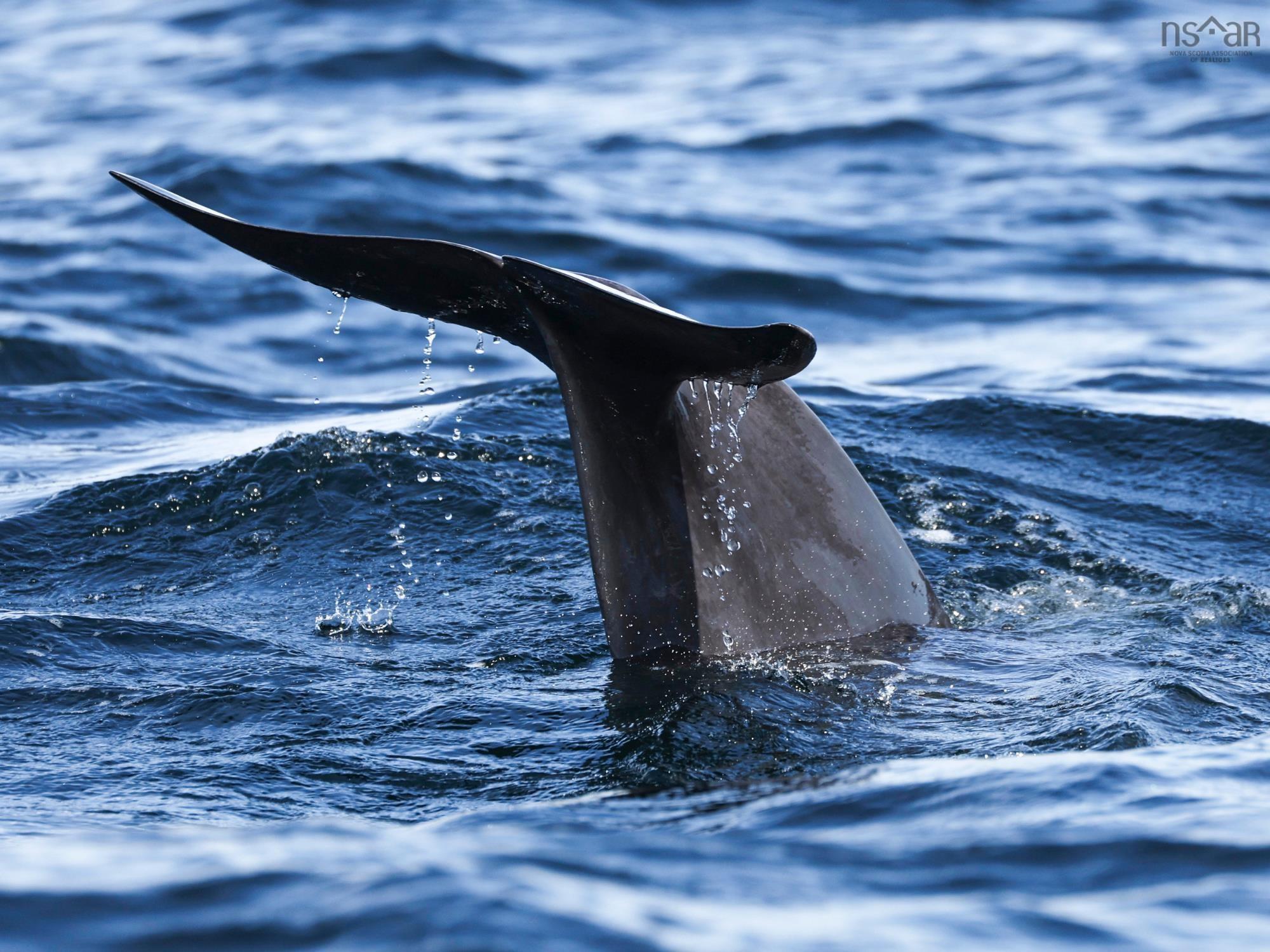 $706,000.00: Unit 301 38693 Cabot Trail, South Ingonish Harbour