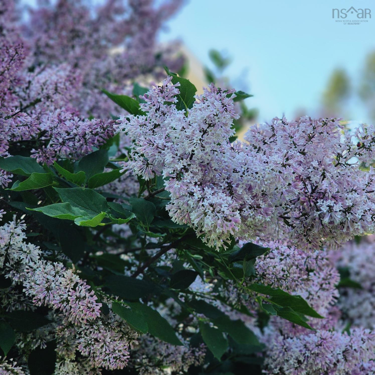 55 Oakmount Drive, Bedford, NS (MLS 202606255)