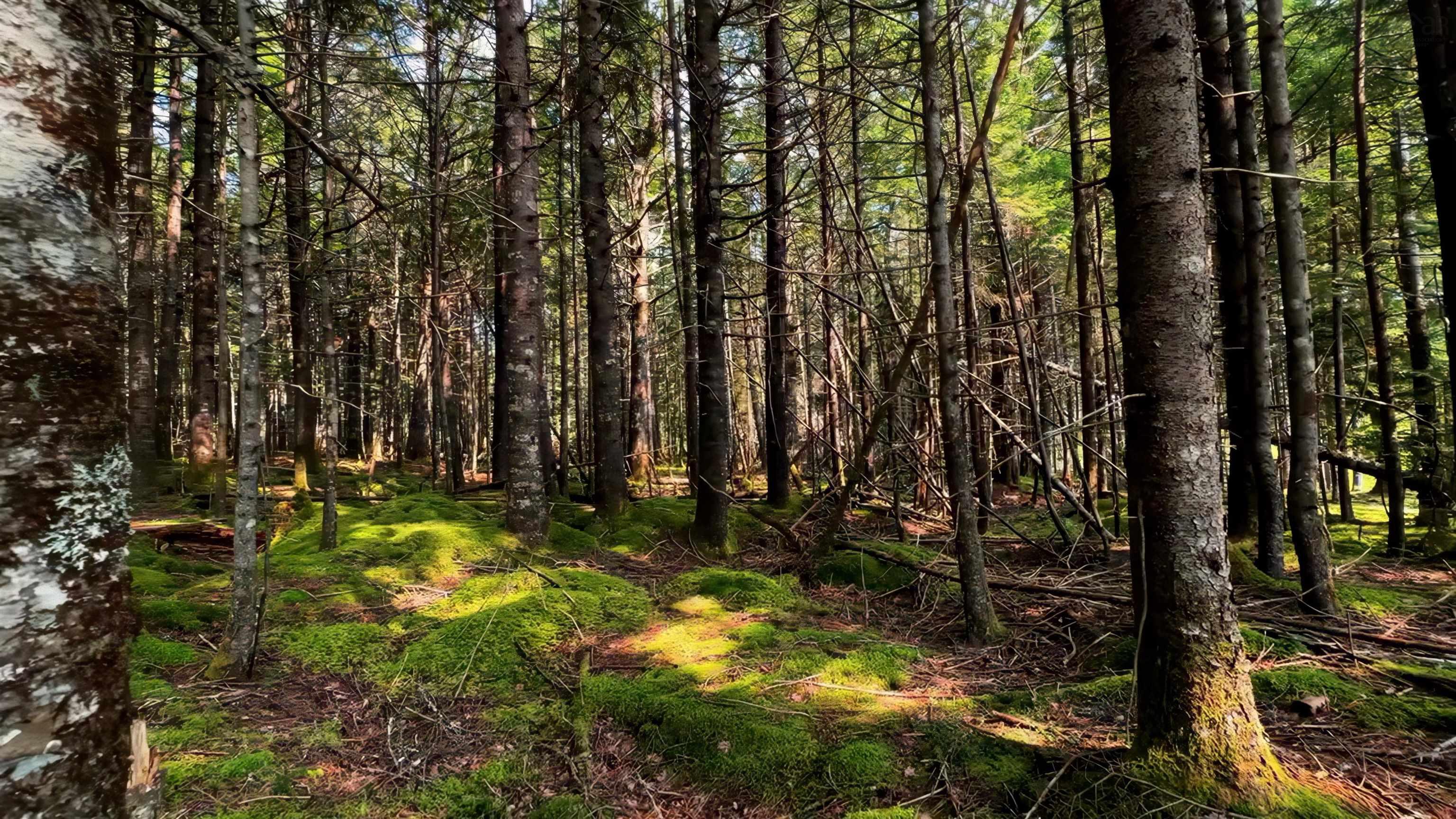 $69,900.00: Lot 4 Robert E Road, Kemptville