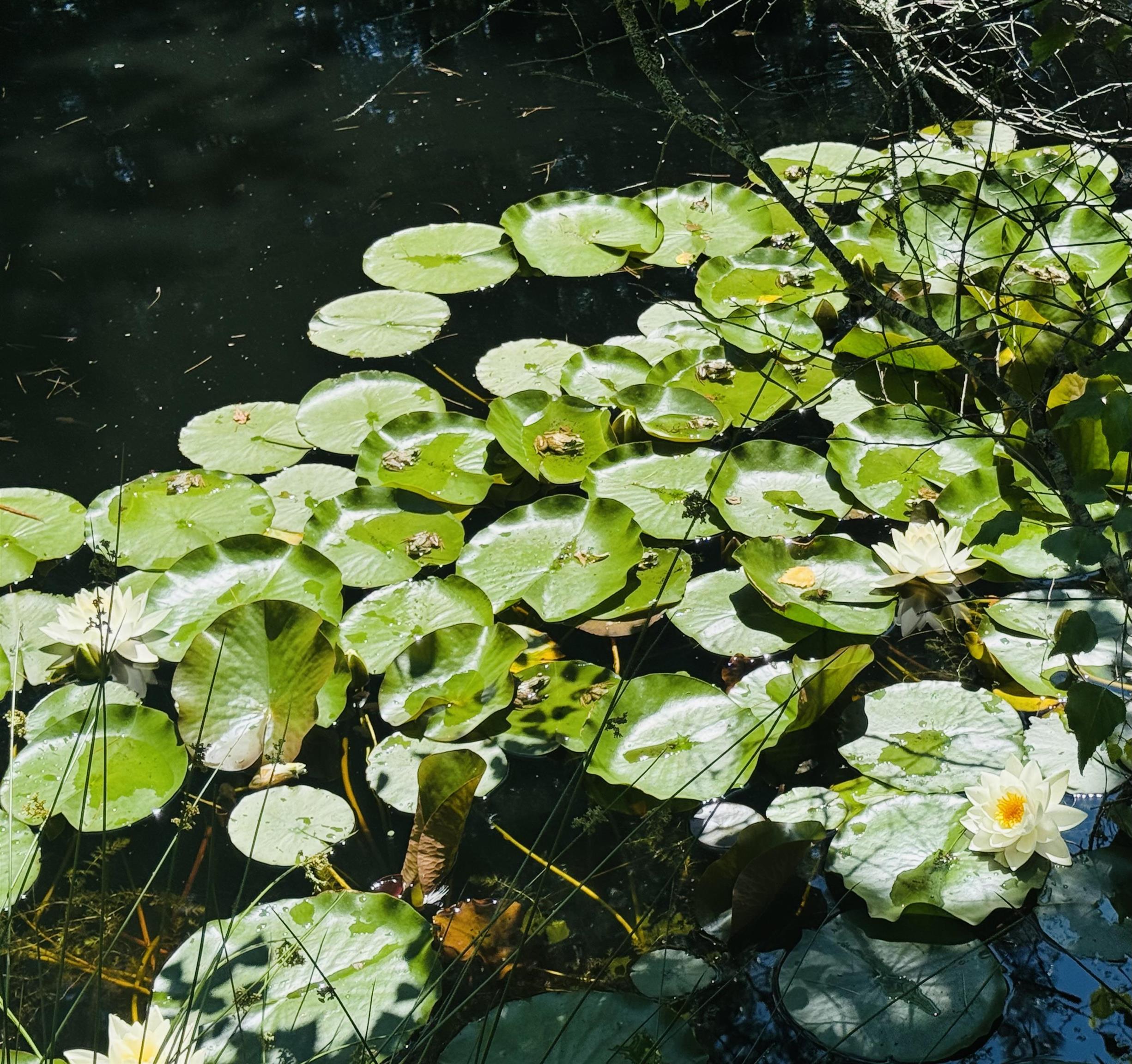 $1,550,000.00: 181 Pine Drive, Heckmans Island