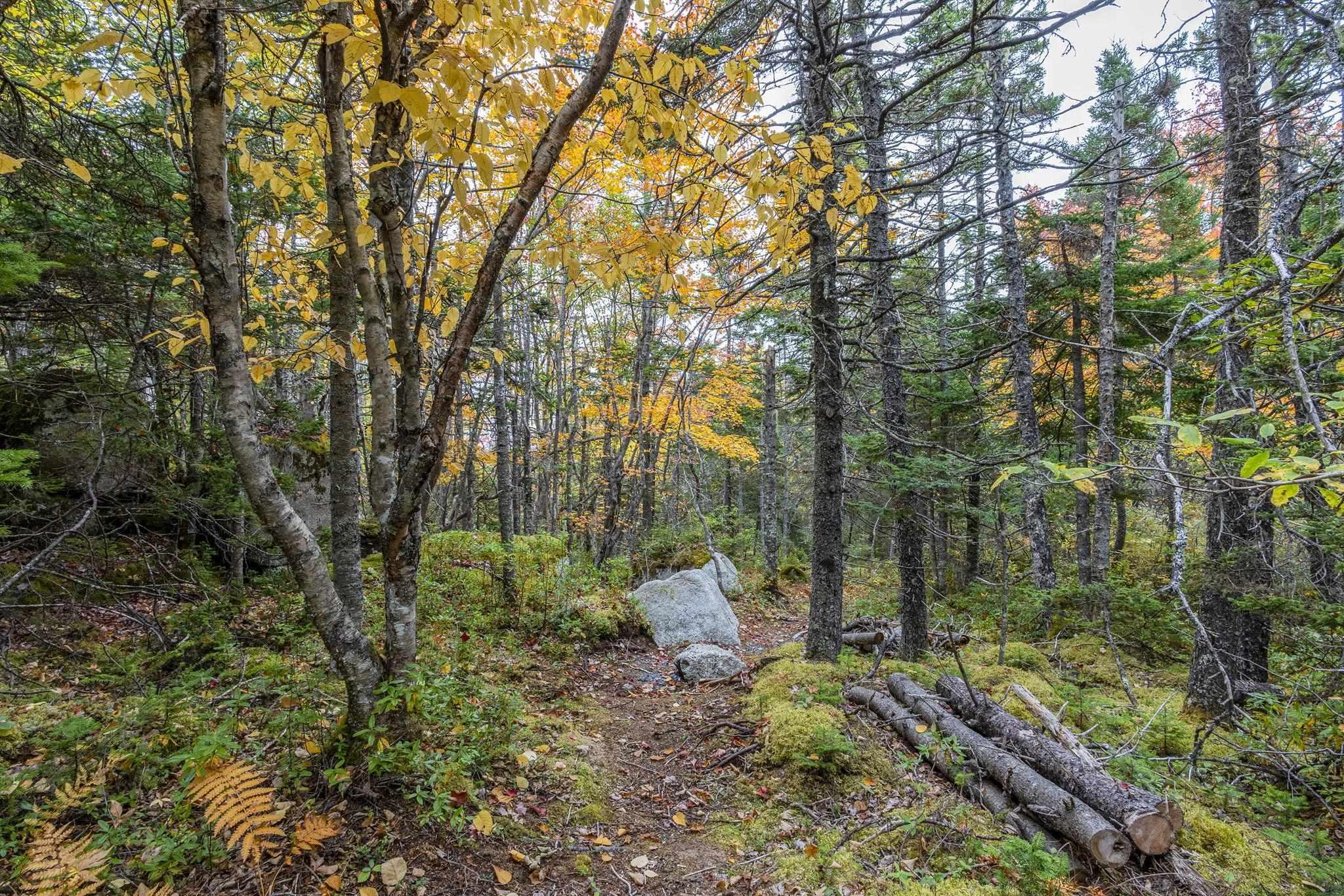 Lot Scott's Point Road, East Dover, NS (MLS 202607461)