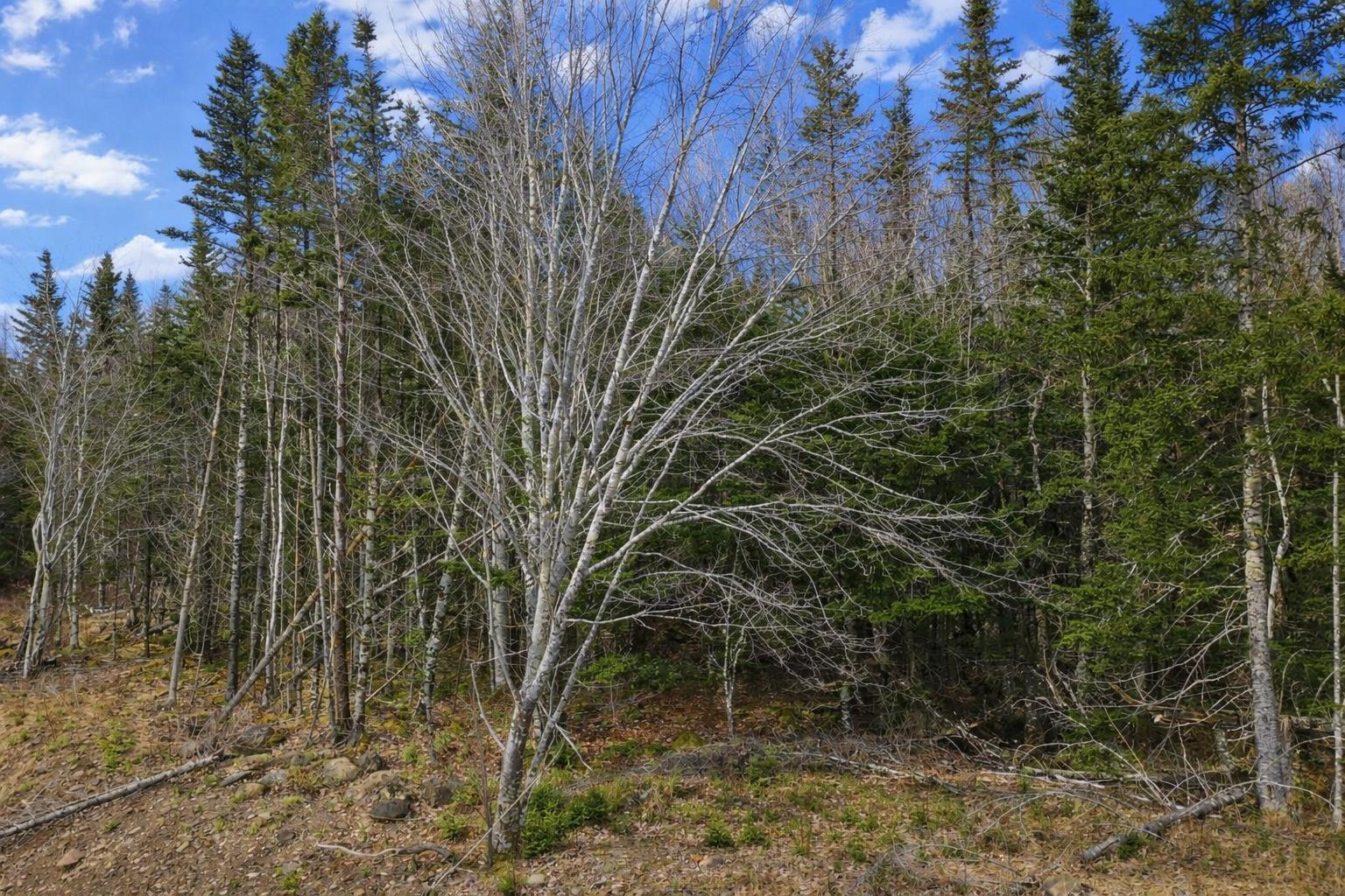 $49,500.00: Lot 23 Lower River Road, Grantville, Grantville