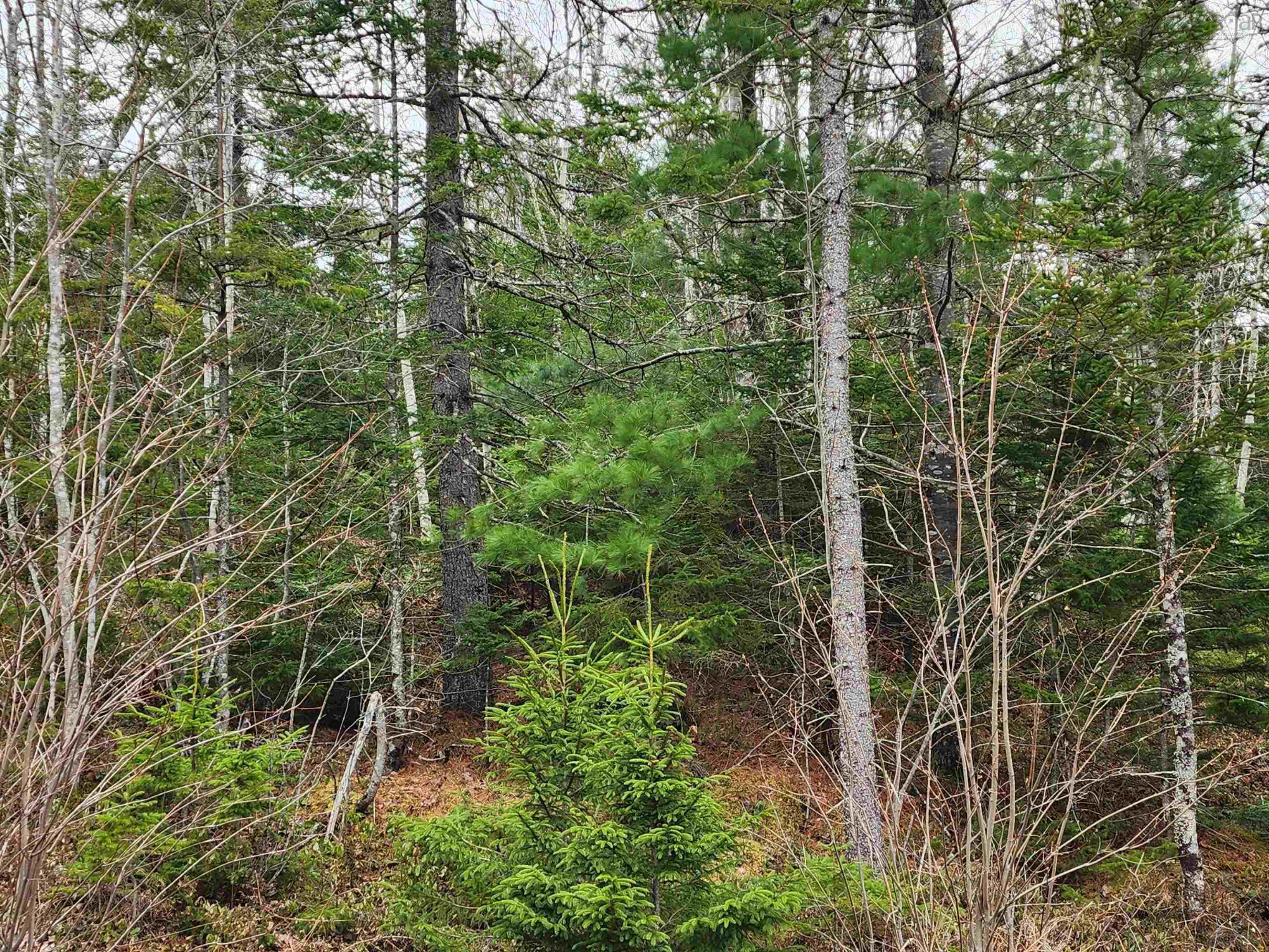 $37,500.00: Lot Highway 340, Pleasant Valley