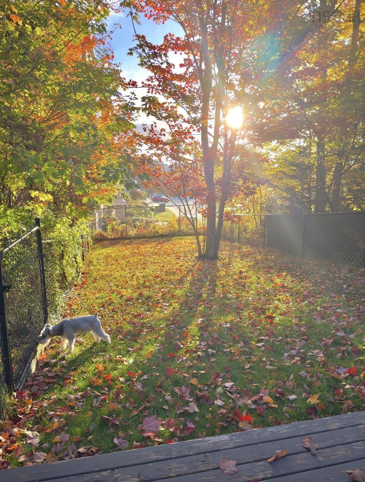 7 Morningfield Lane, Dartmouth, NS (MLS 202608074)